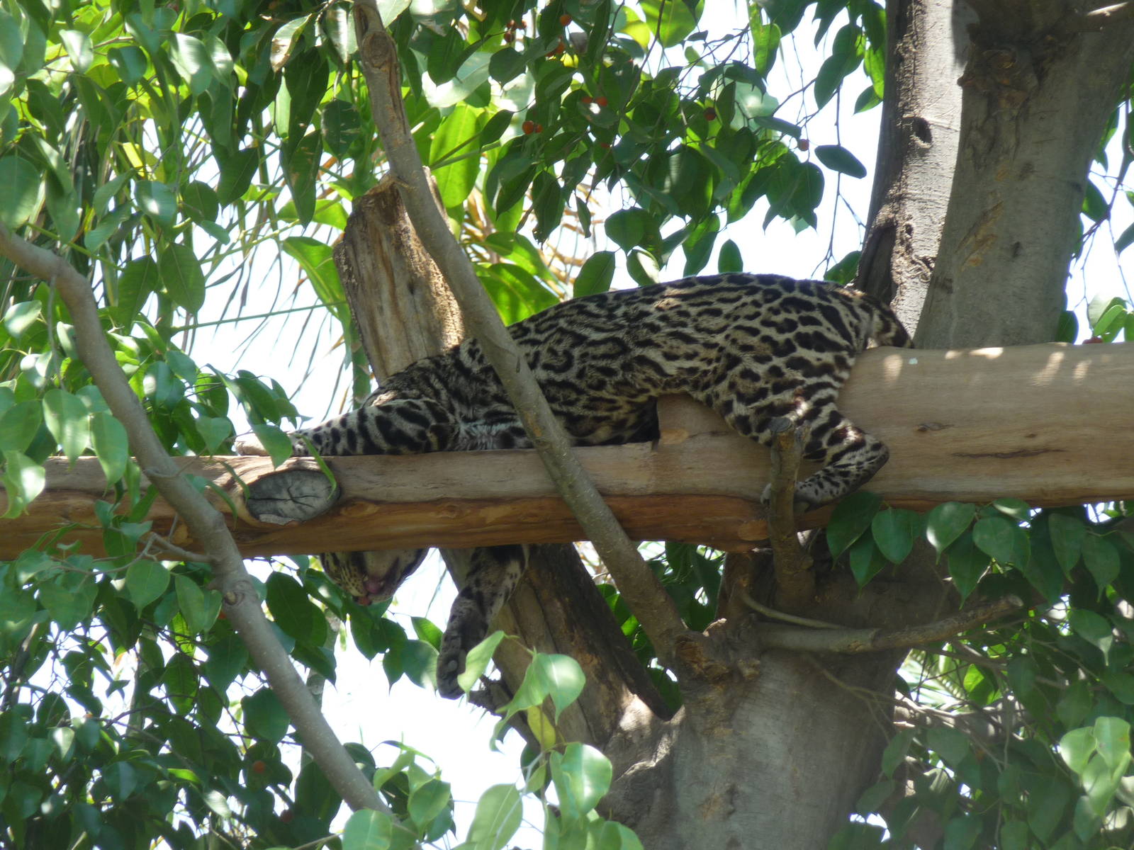 ocelot san juan de aragon zoo