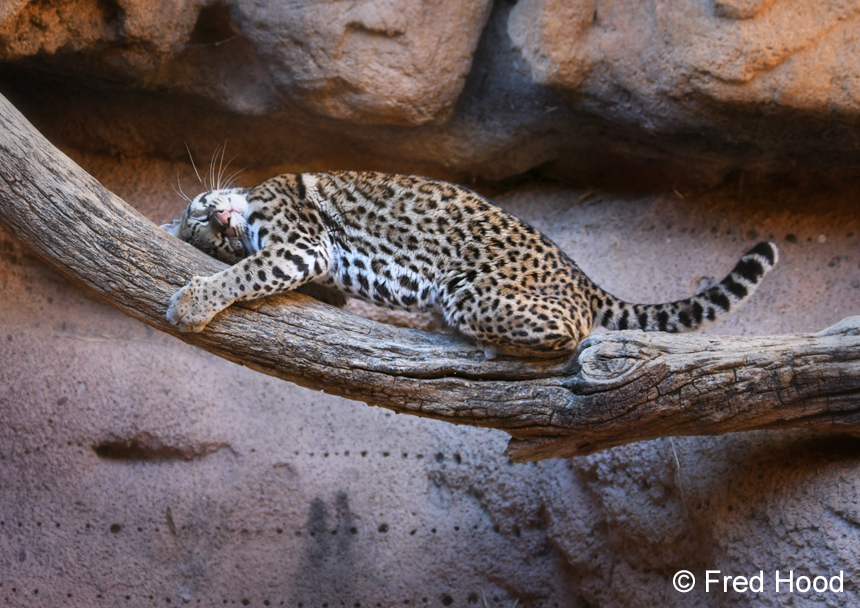 ocelot scent rubbing