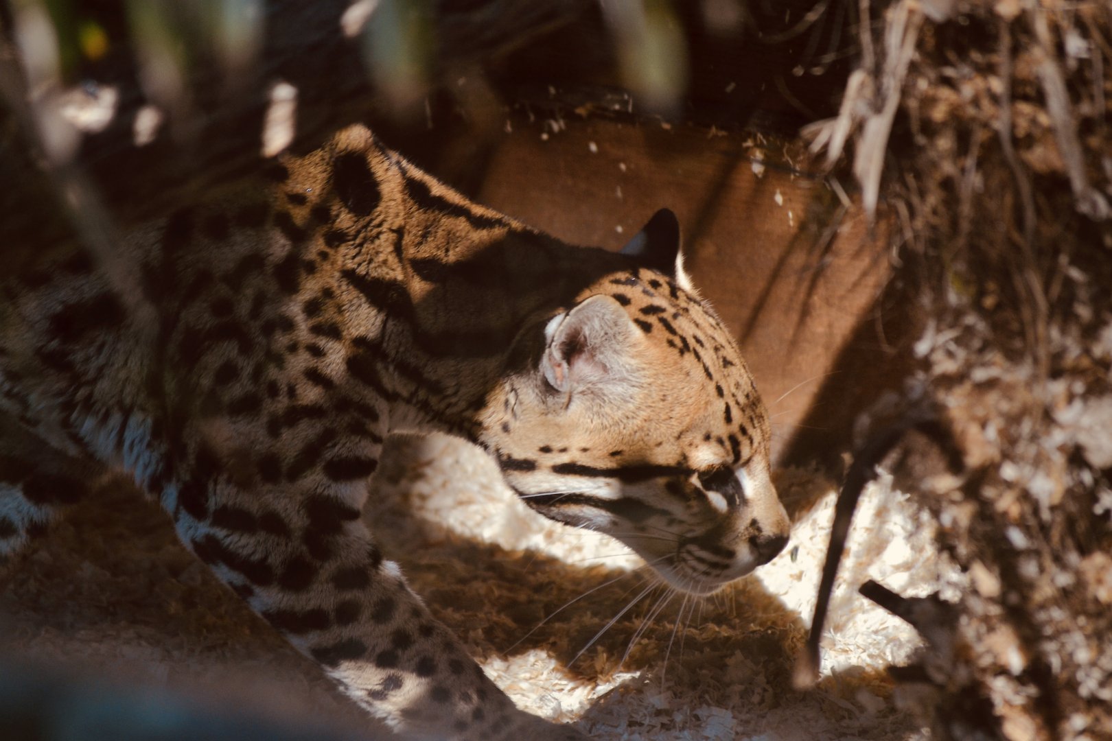 Ocelot - September 2020