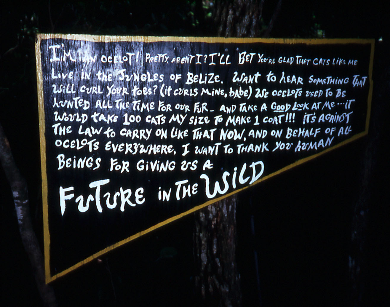 Ocelot sign - 1988