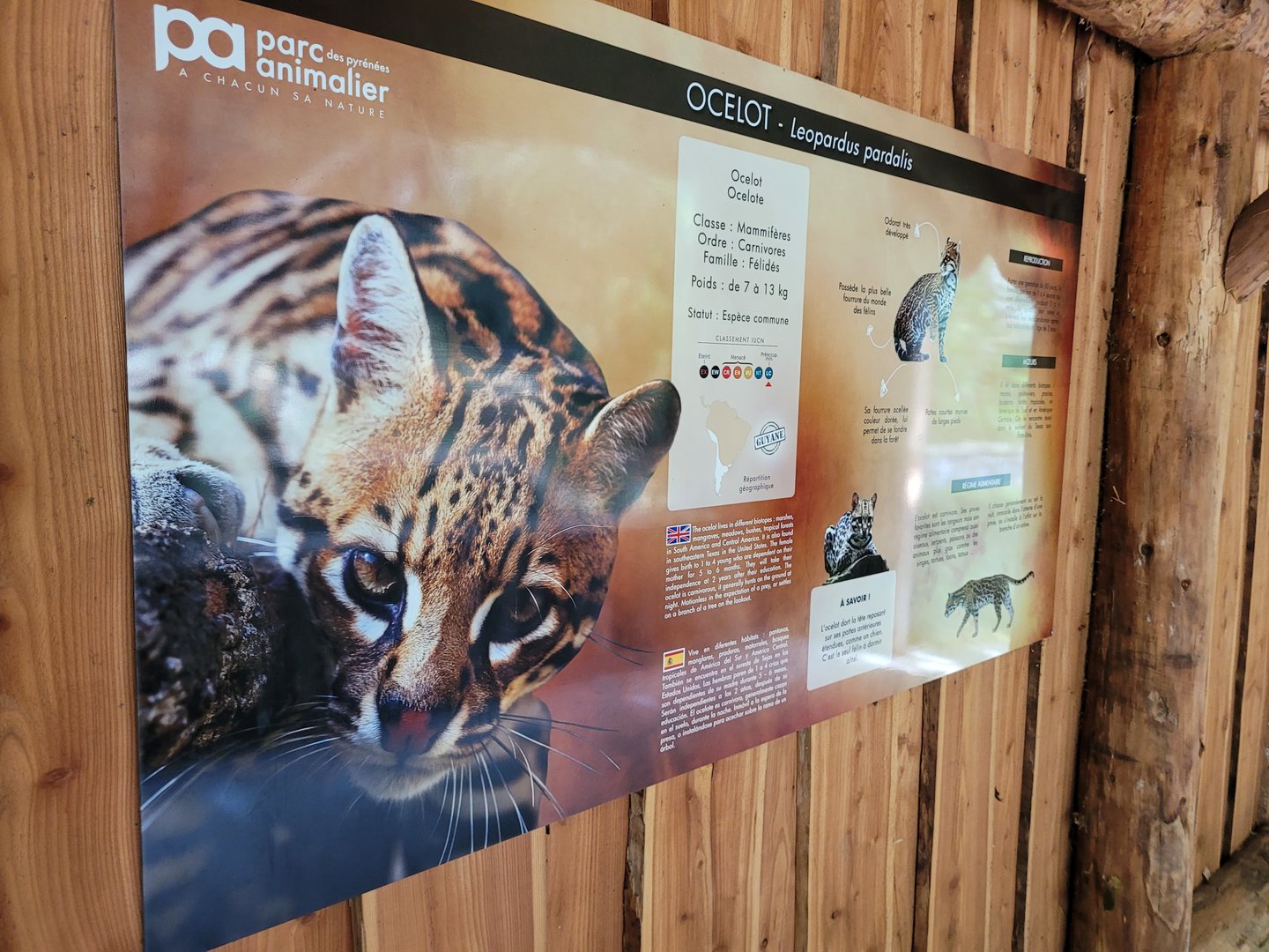 Ocelot sign -Parc Animalier des Pyrénées (2023)