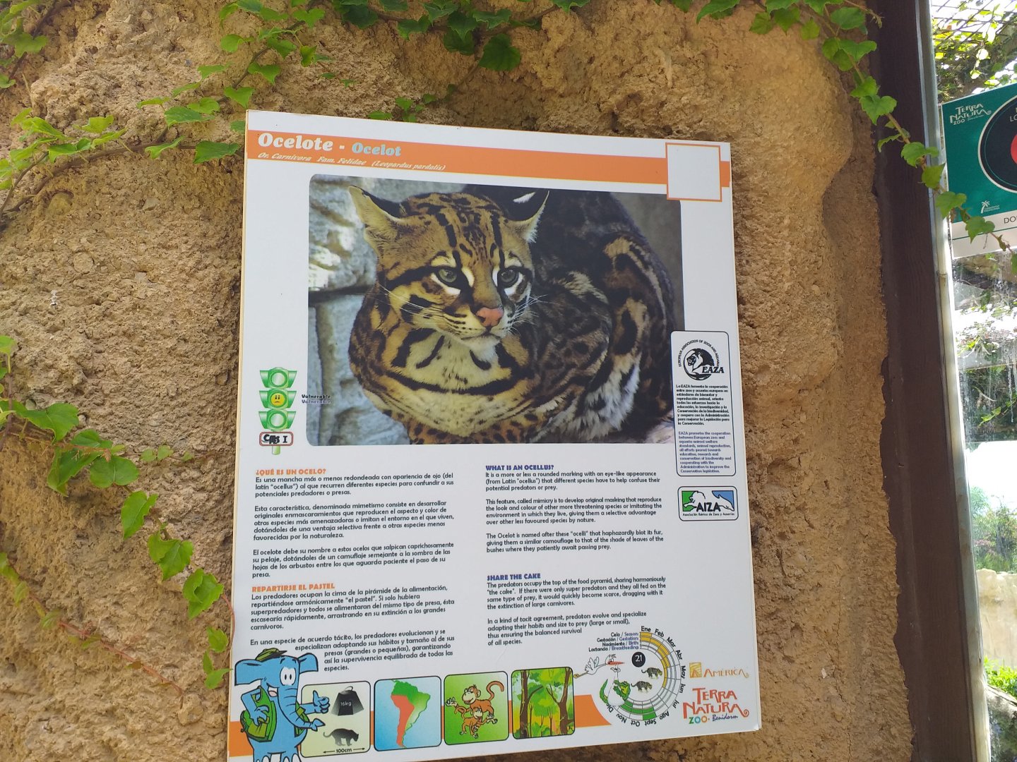 Ocelot sign -TerraNatura Benidorm (2021)