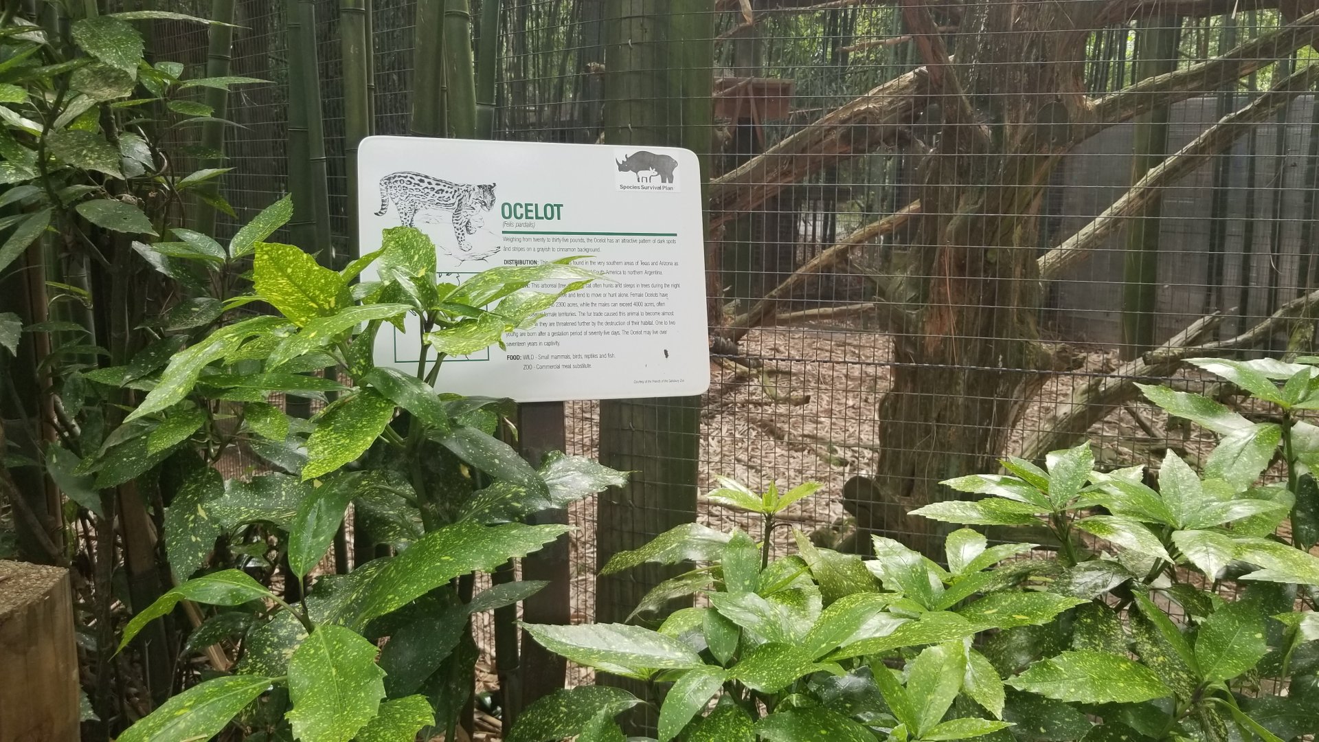 Ocelot sign