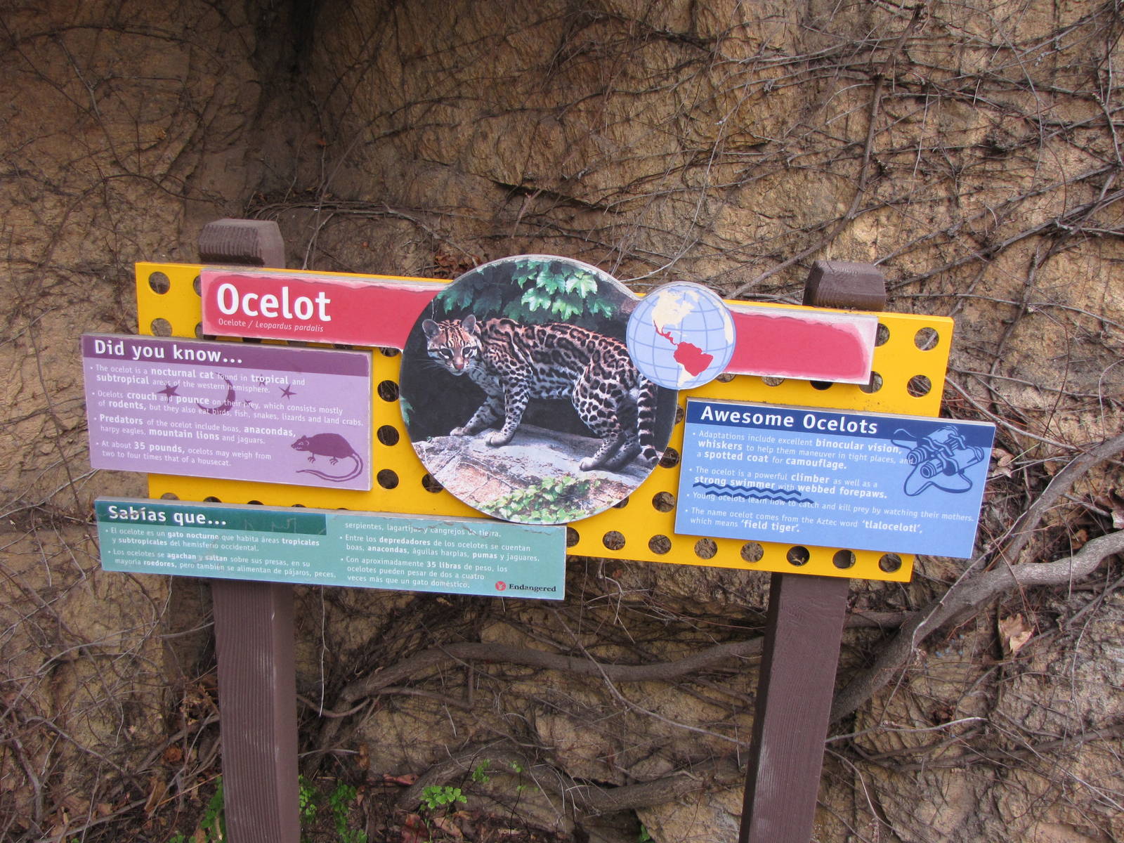 Ocelot Sign