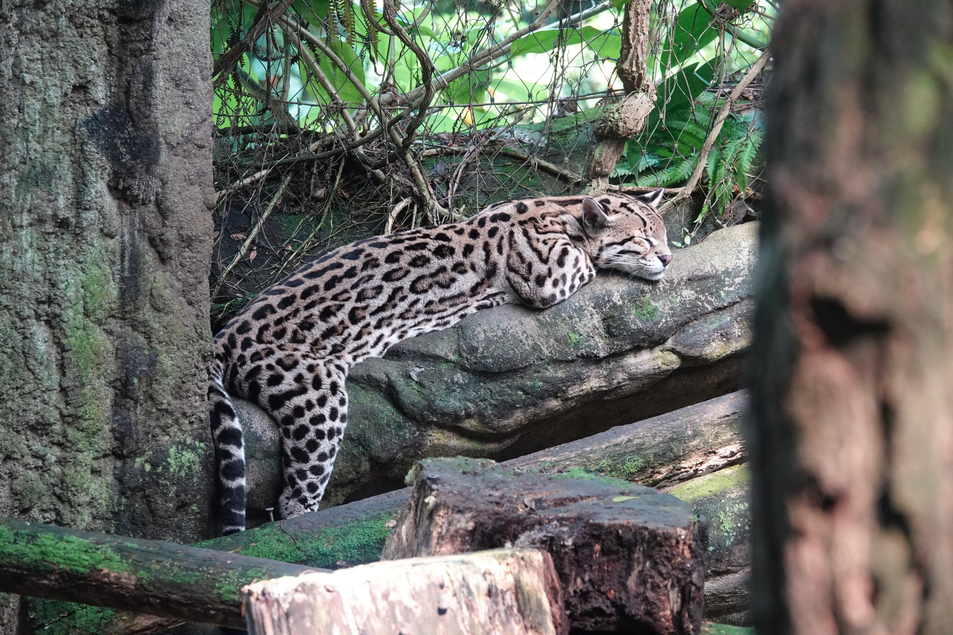 Ocelot sleeping