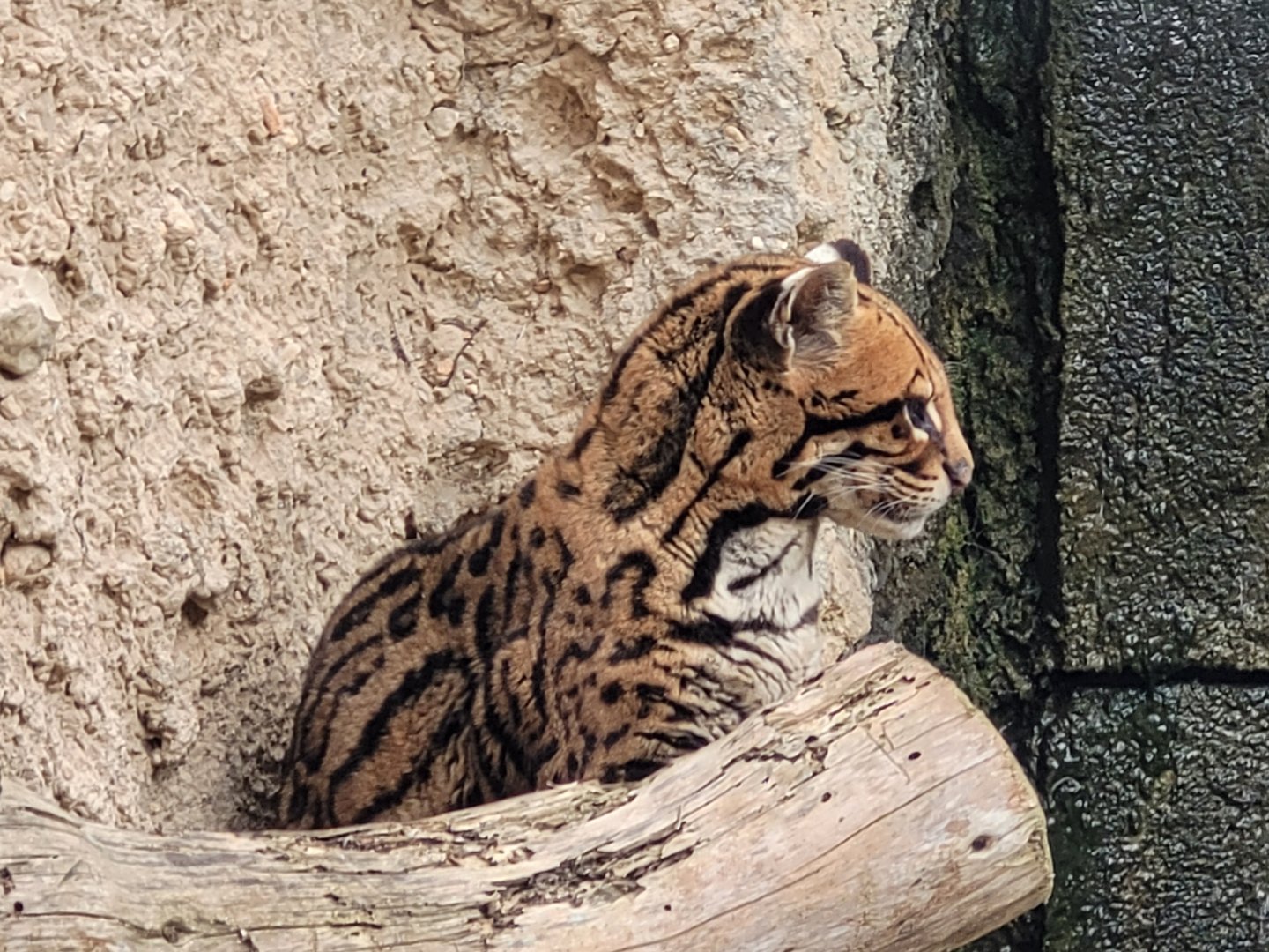 Ocelot -TerraNatura Benidorm (2022)