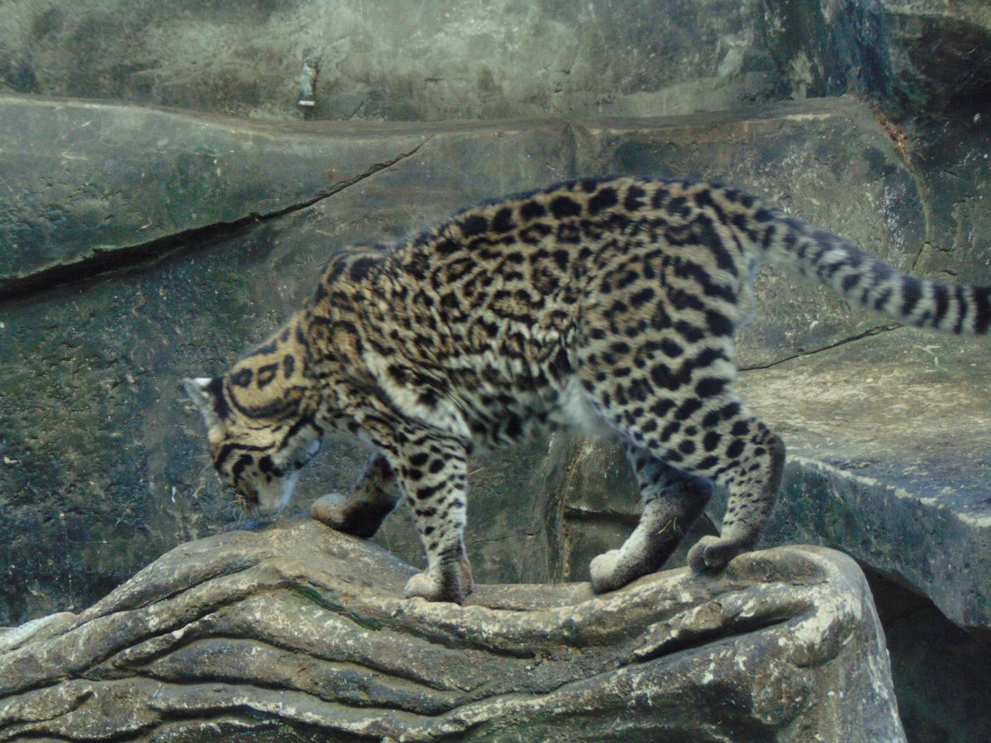 Ocelot - Toucan Ridge