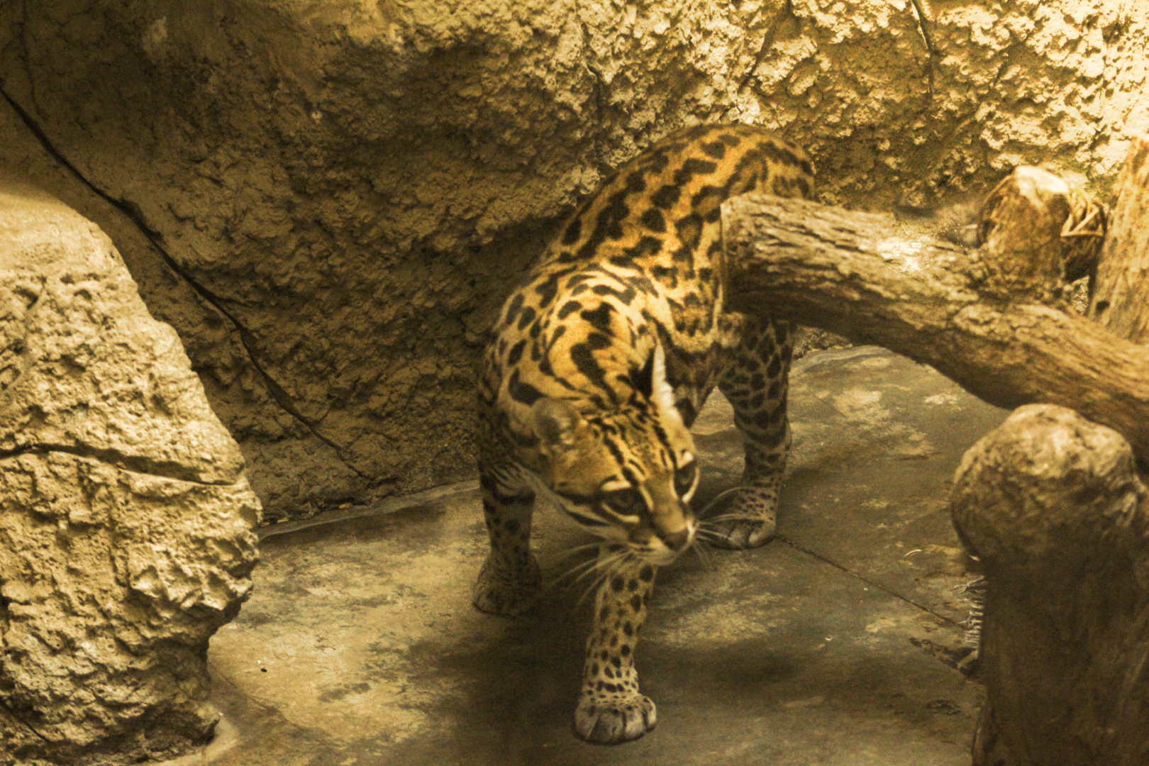 Ocelot - Wild Texas