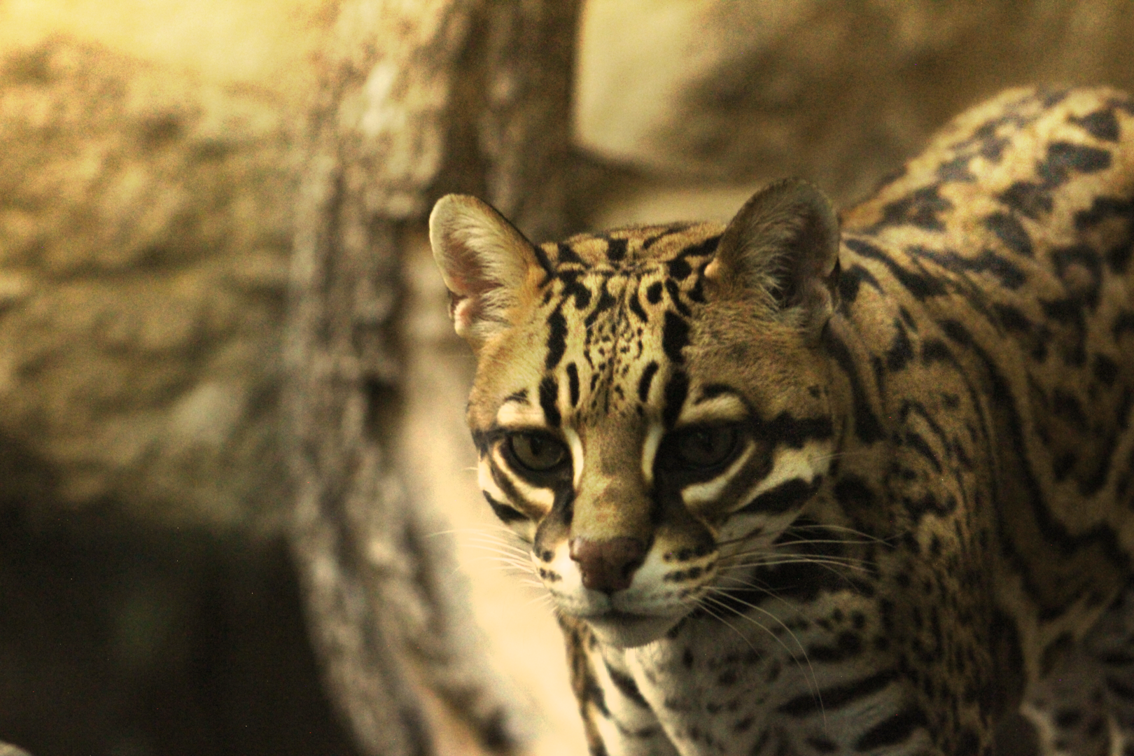 Ocelot - Wild Texas