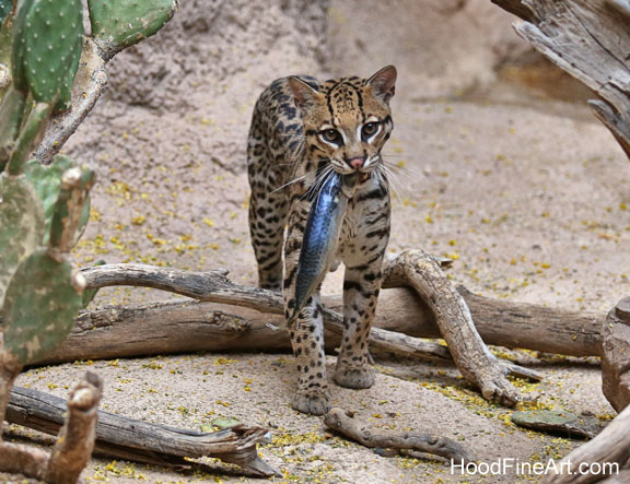 ocelot with fish