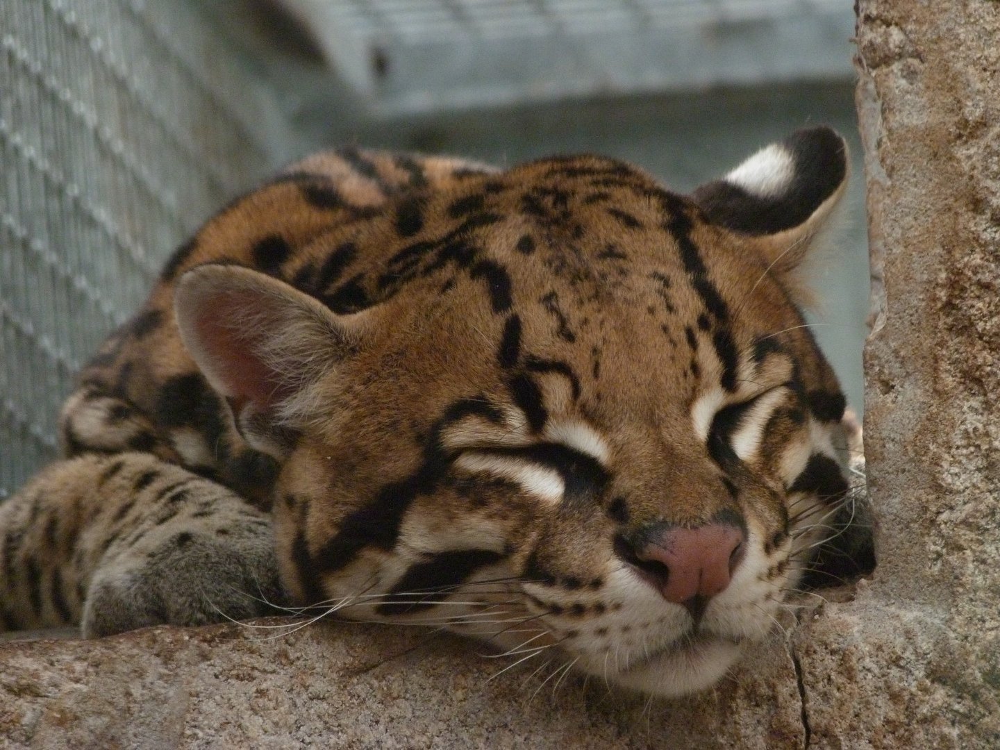 Ocelot -Zoo d'Asson (2025)