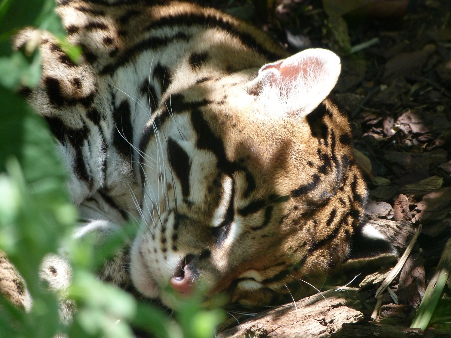 Ocelot -Zoo d'Asson (2025)