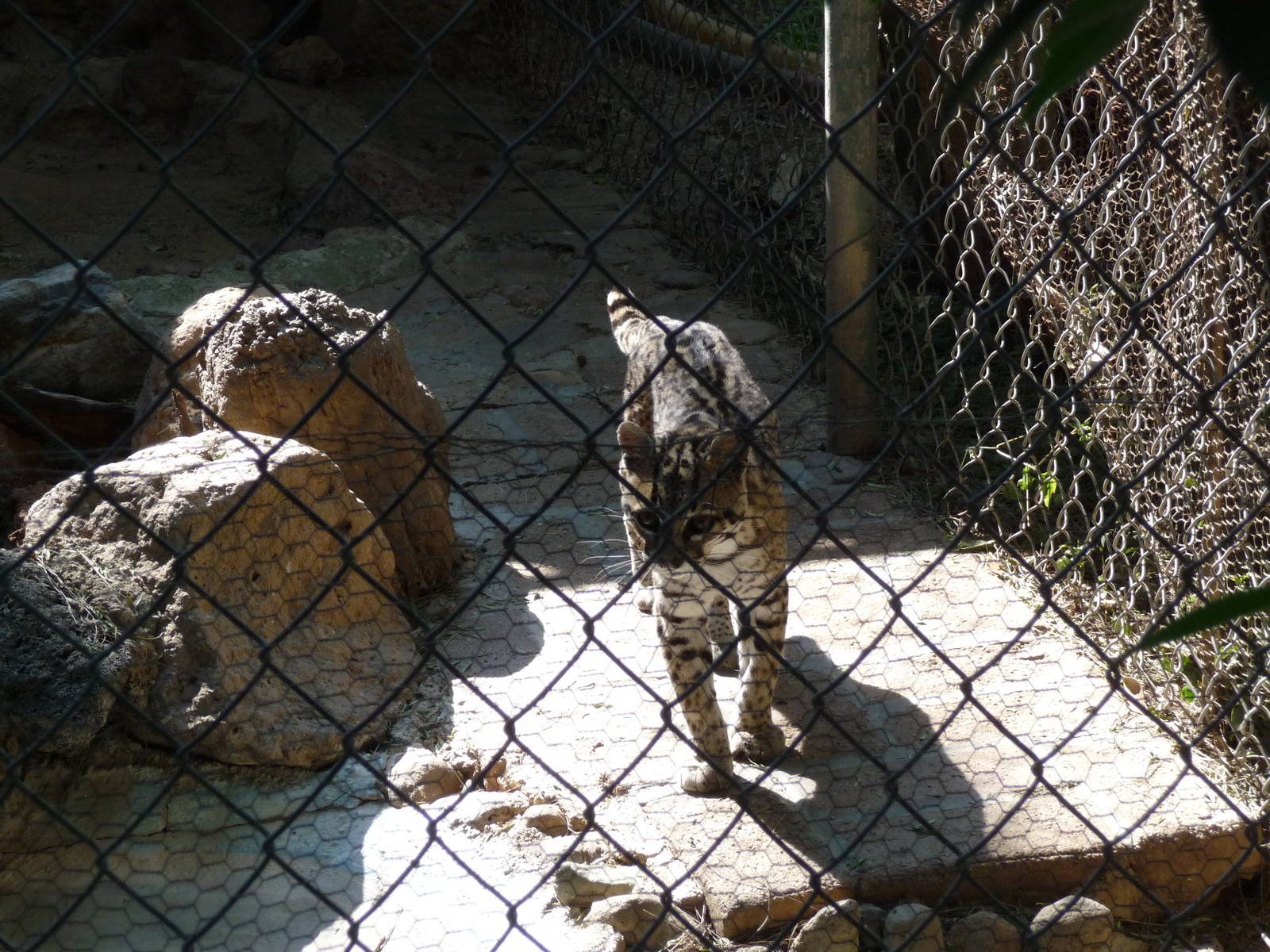 ocelot zoo leon
