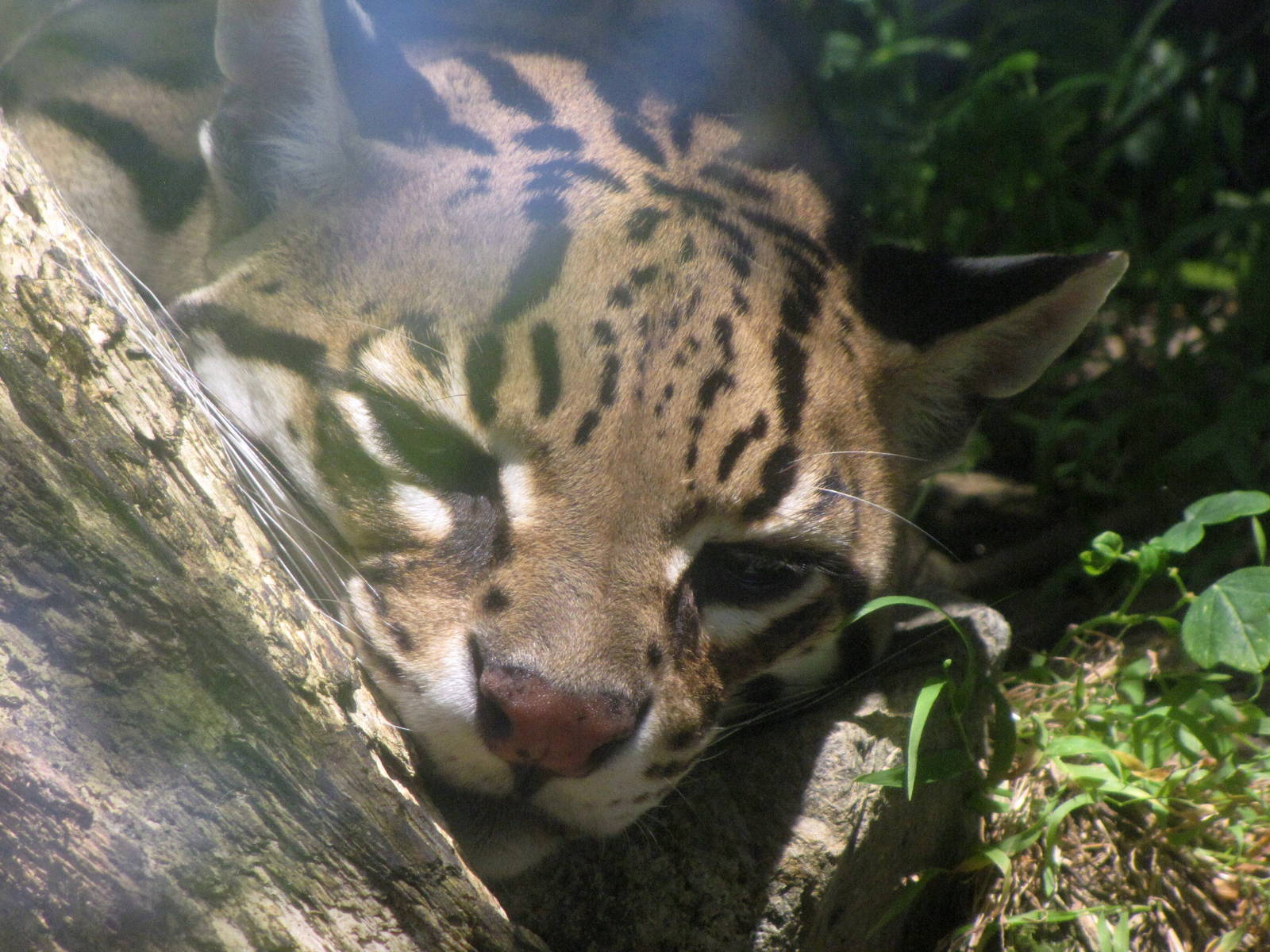 Ocelot