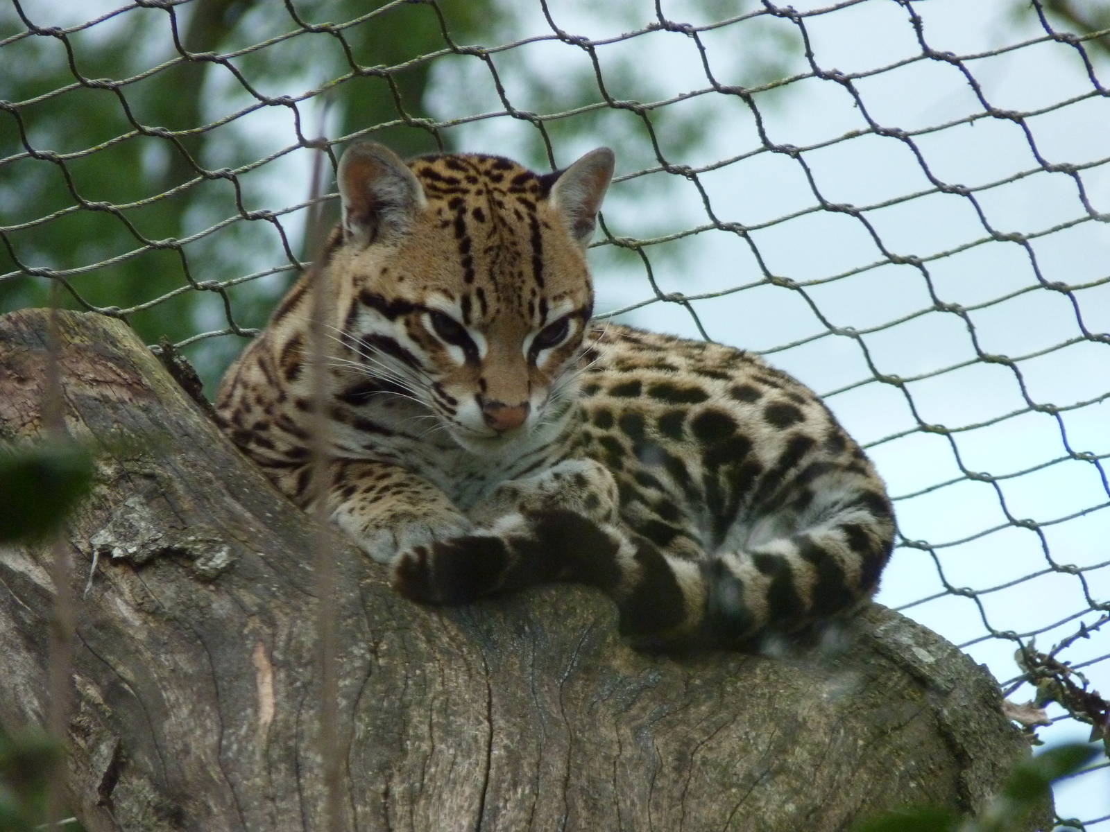 Ocelot