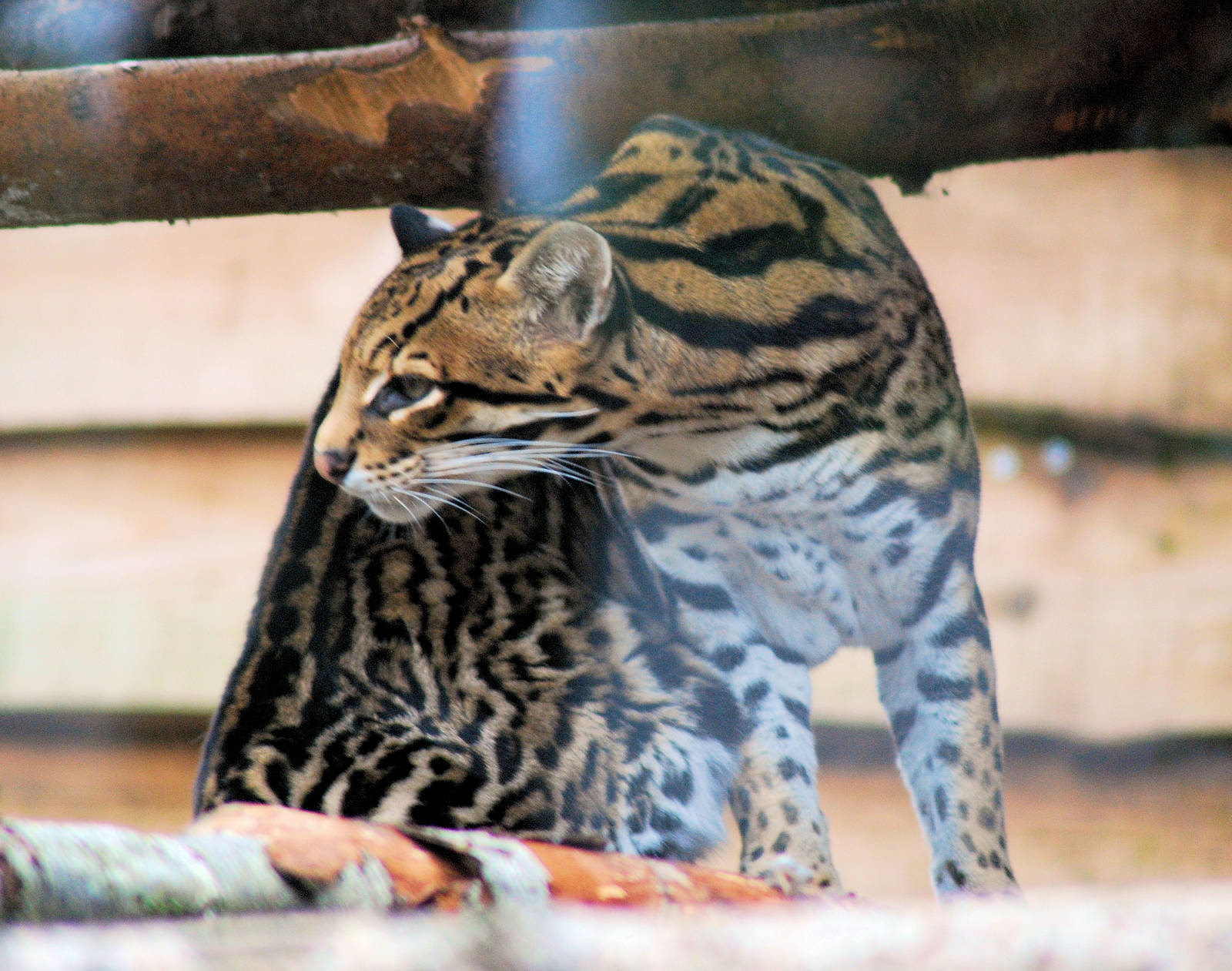 OCELOT