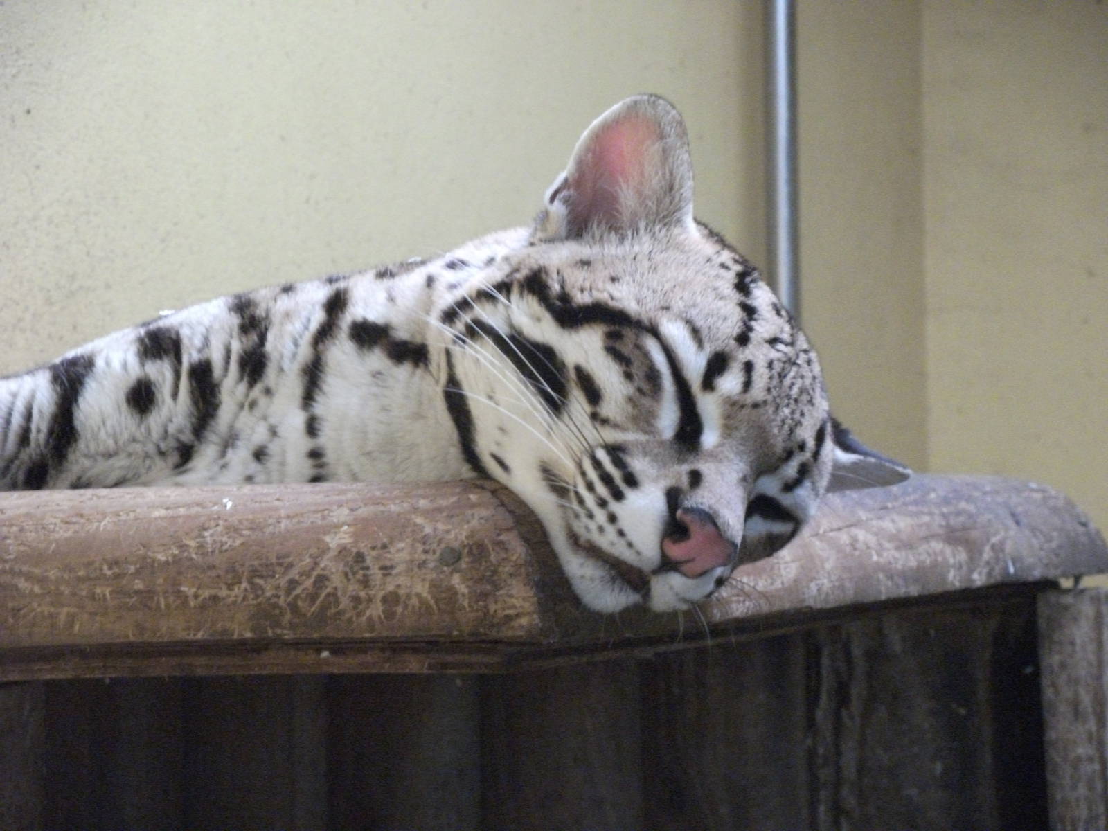 Ocelot