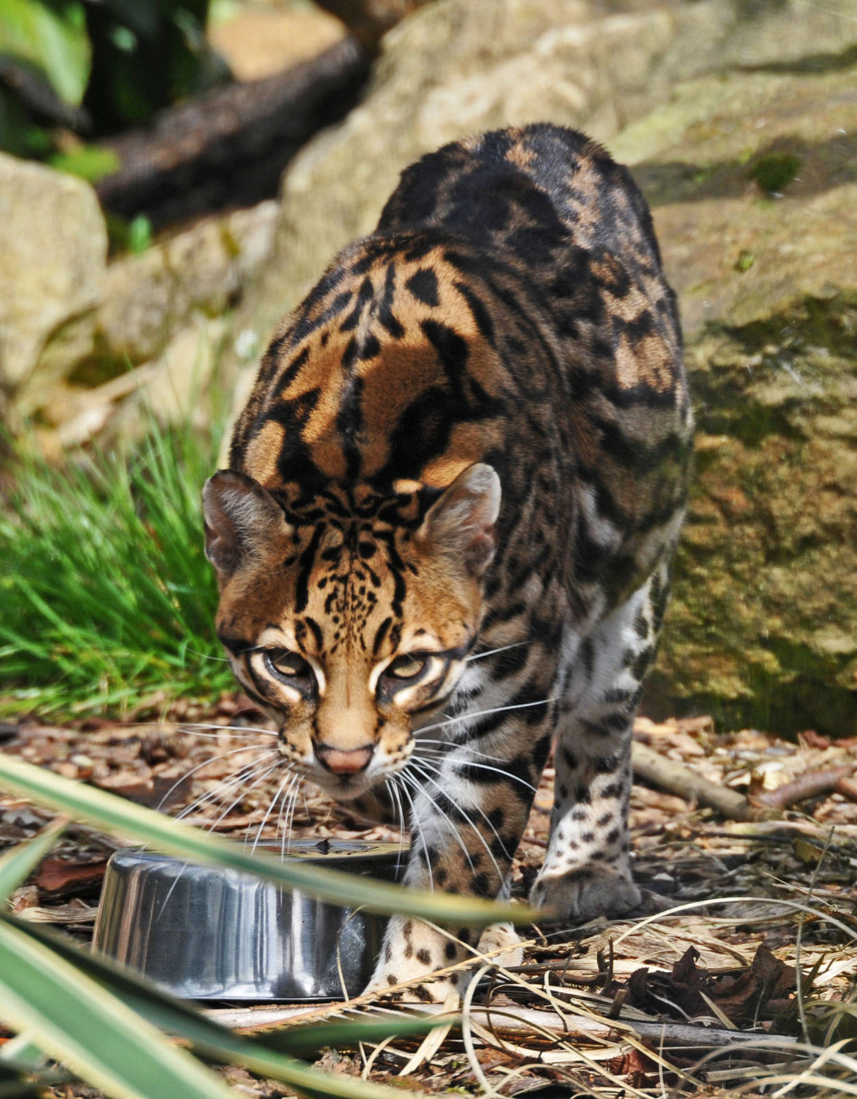 OCELOT