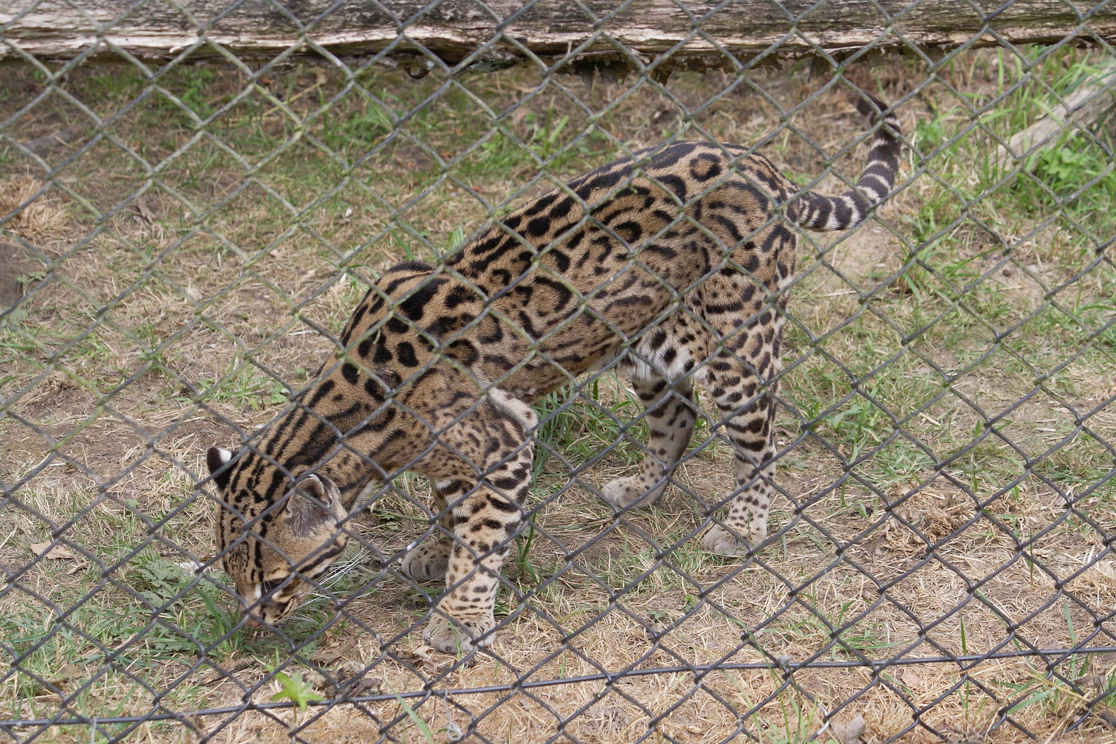 Ocelot