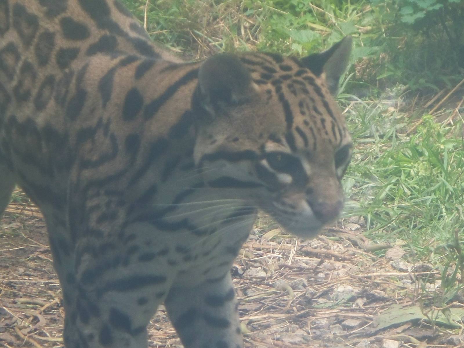 Ocelot