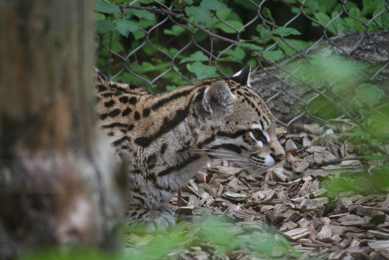 Ocelot