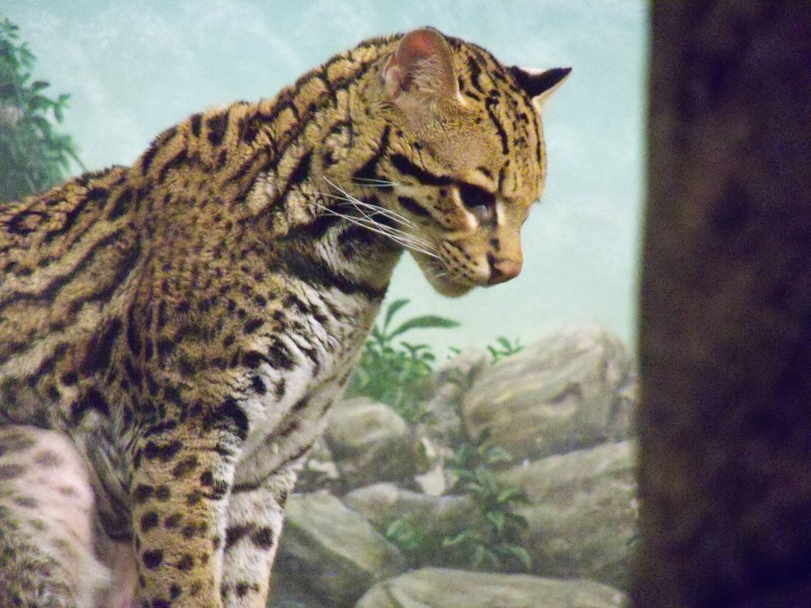 Ocelot