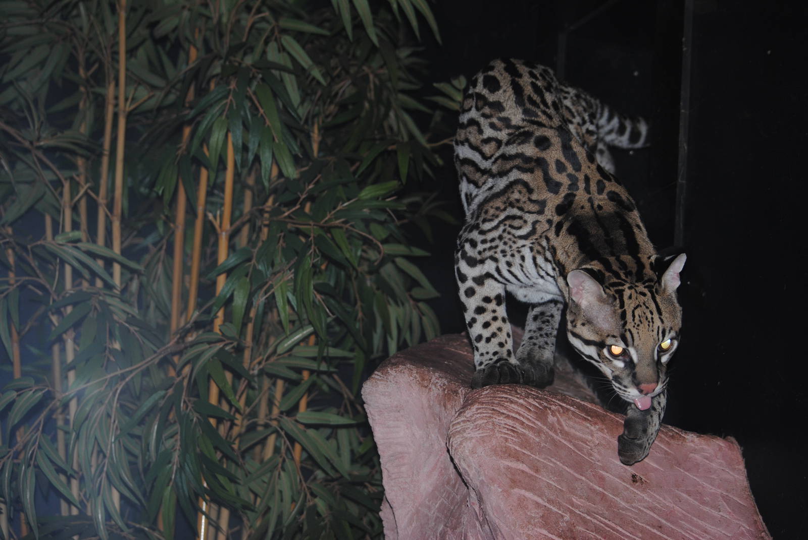 Ocelot