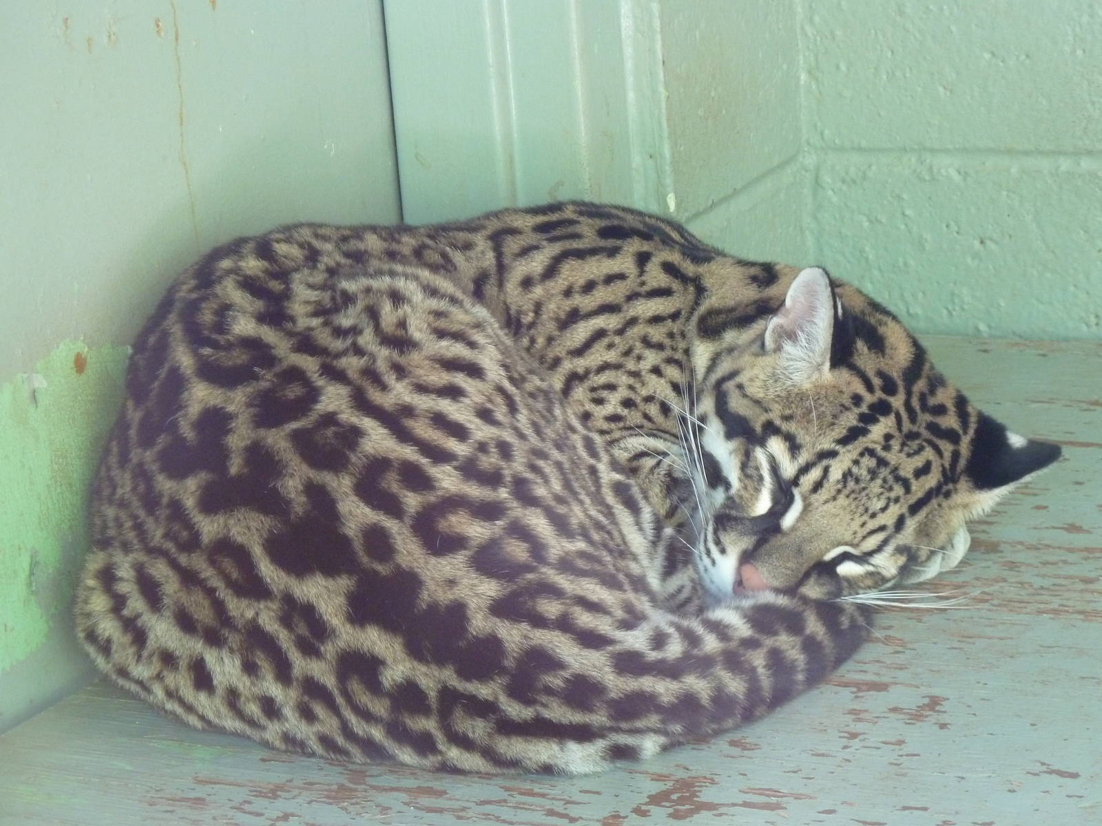 Ocelot