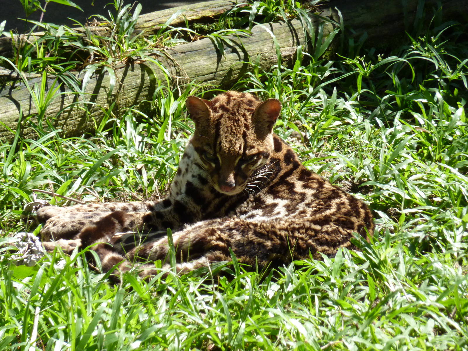 Ocelot