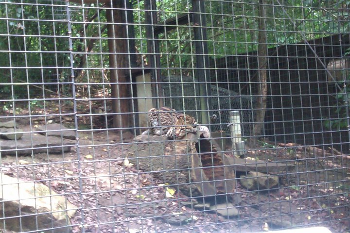 Ocelot