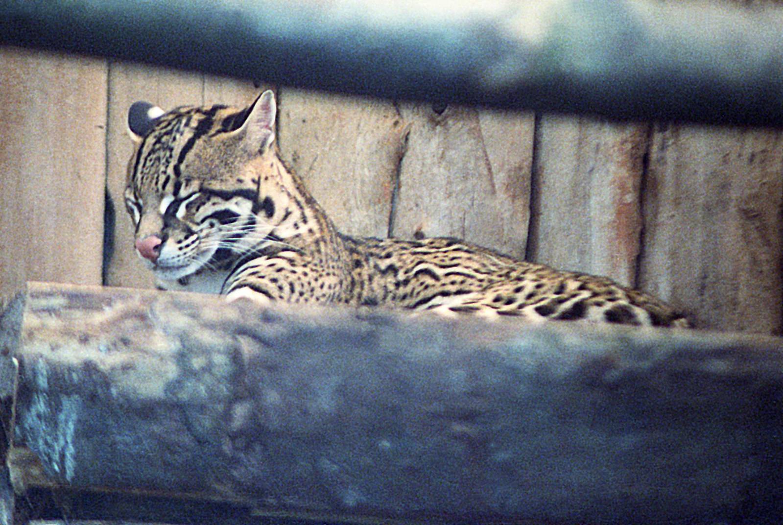 Ocelot