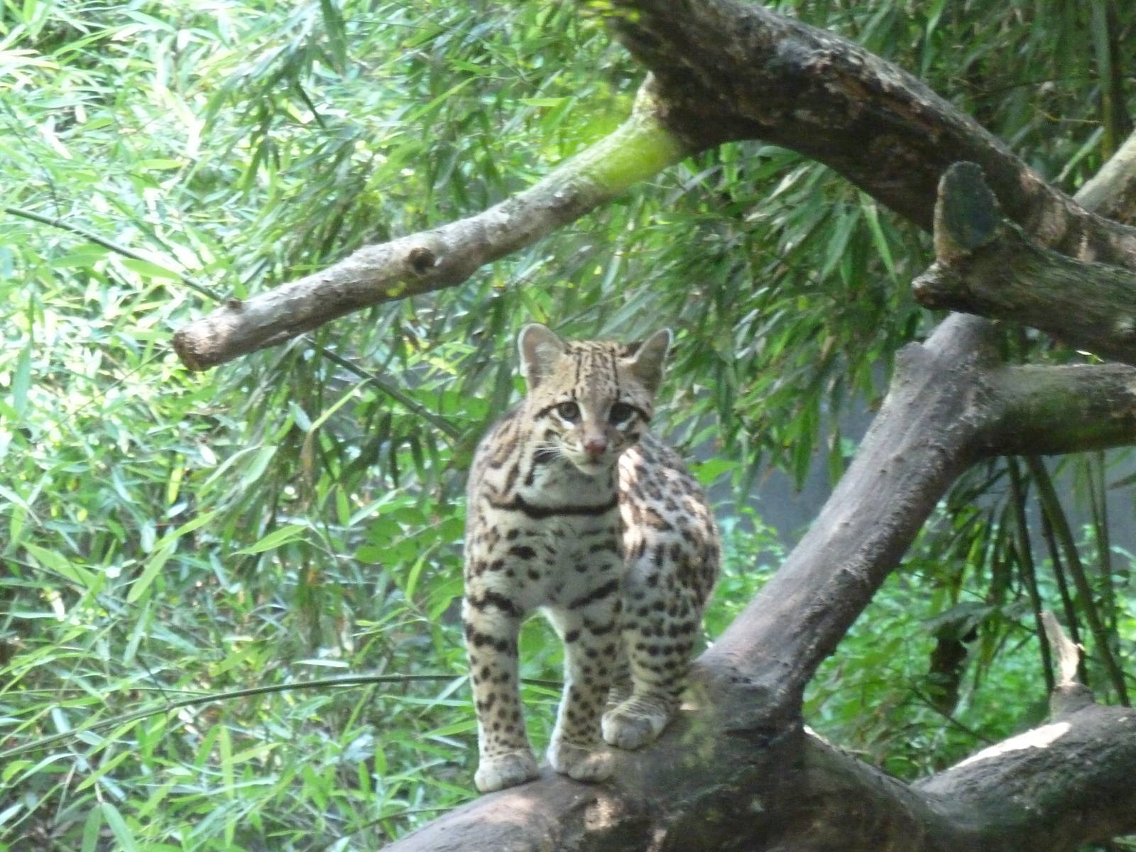 Ocelot