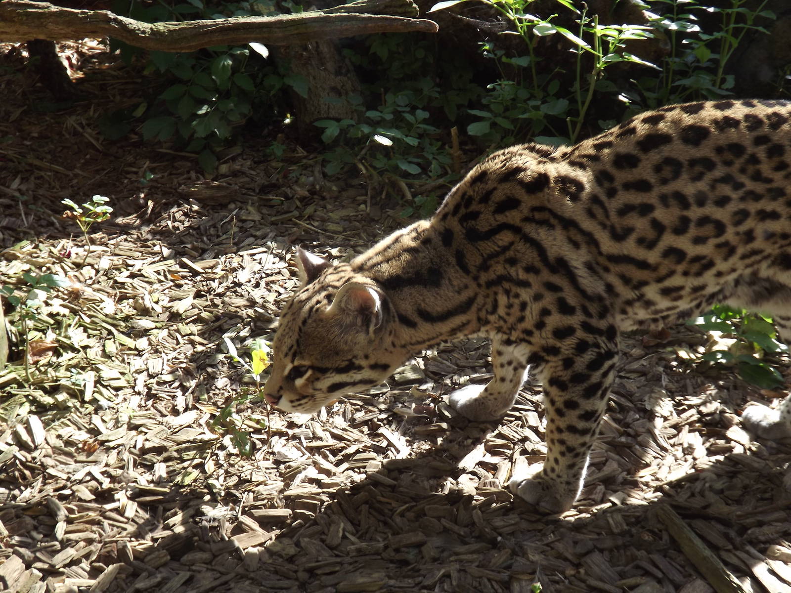 Ocelot