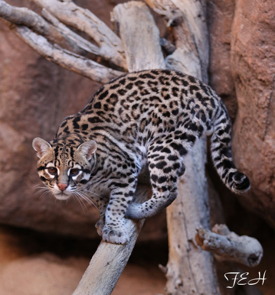 ocelot
