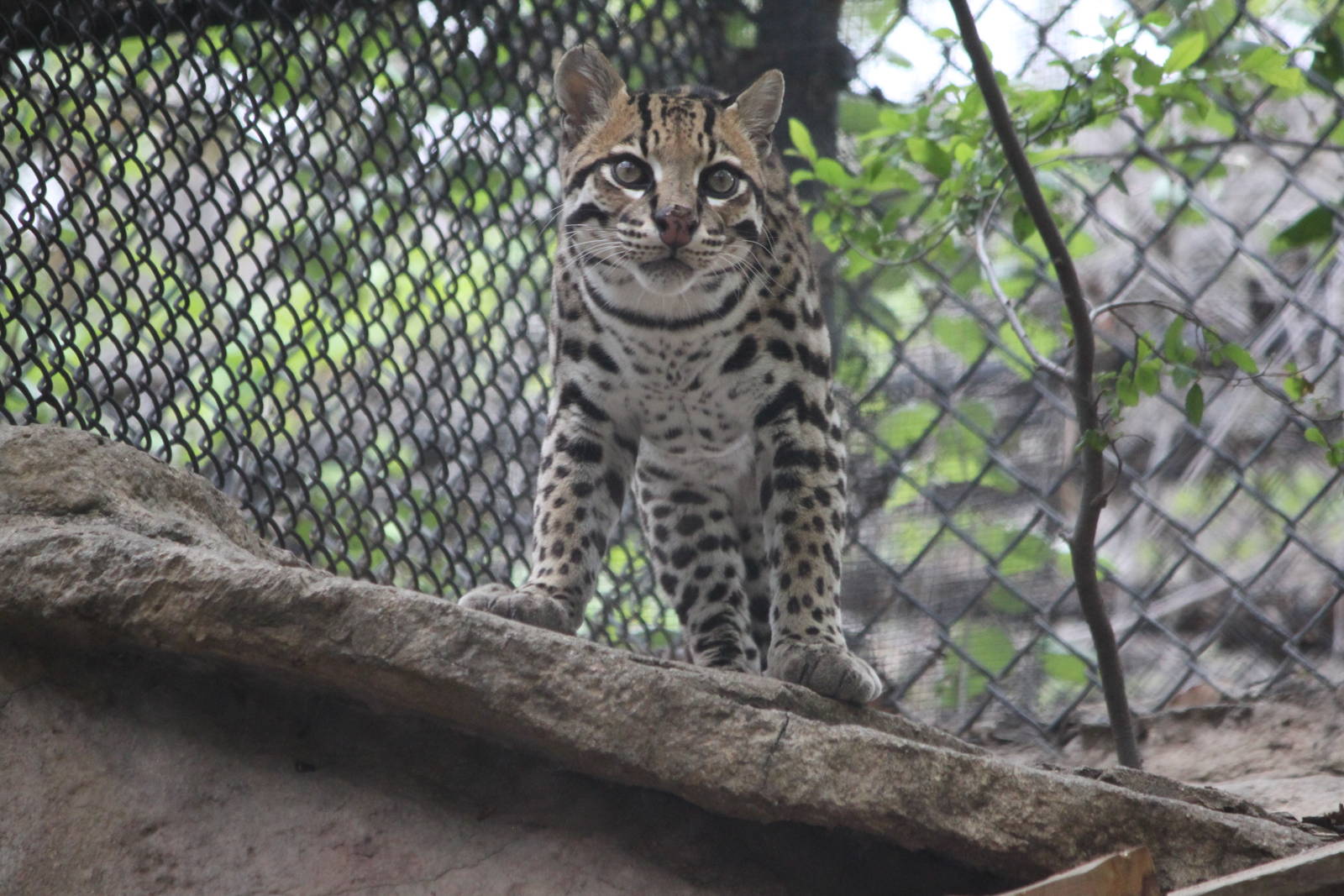 Ocelot