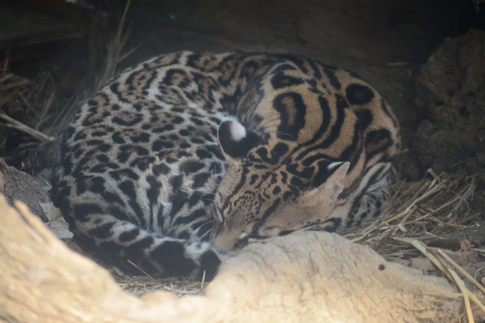 Ocelot