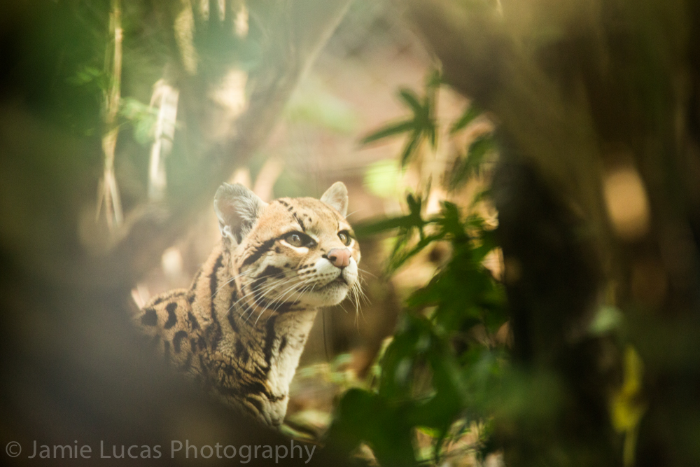 Ocelot