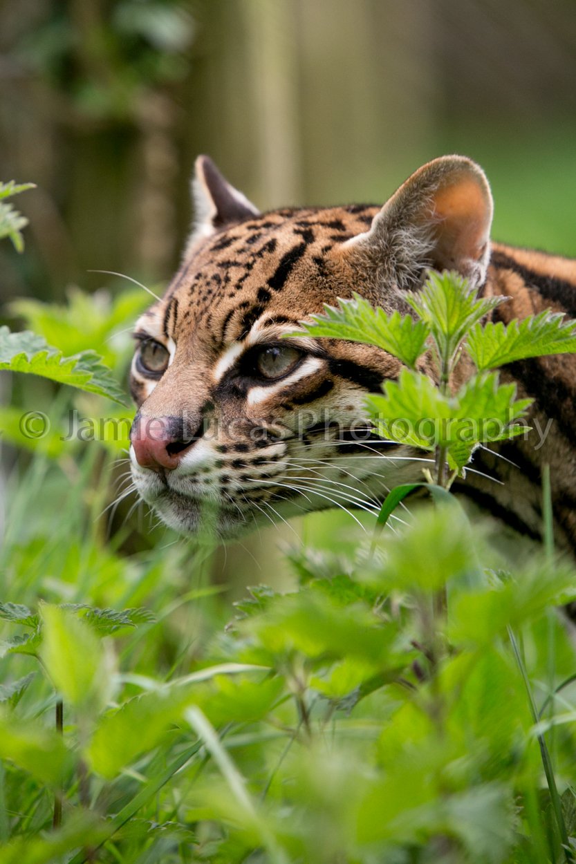 Ocelot