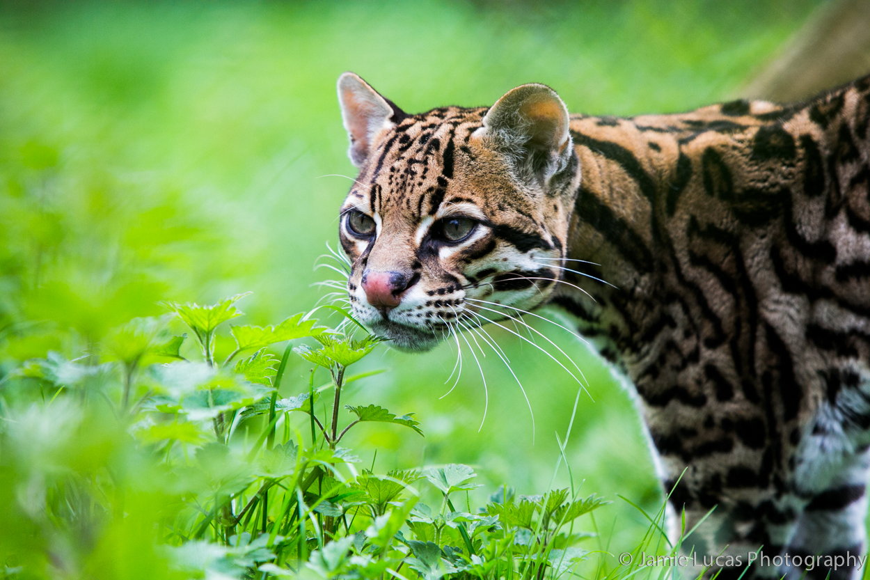 Ocelot