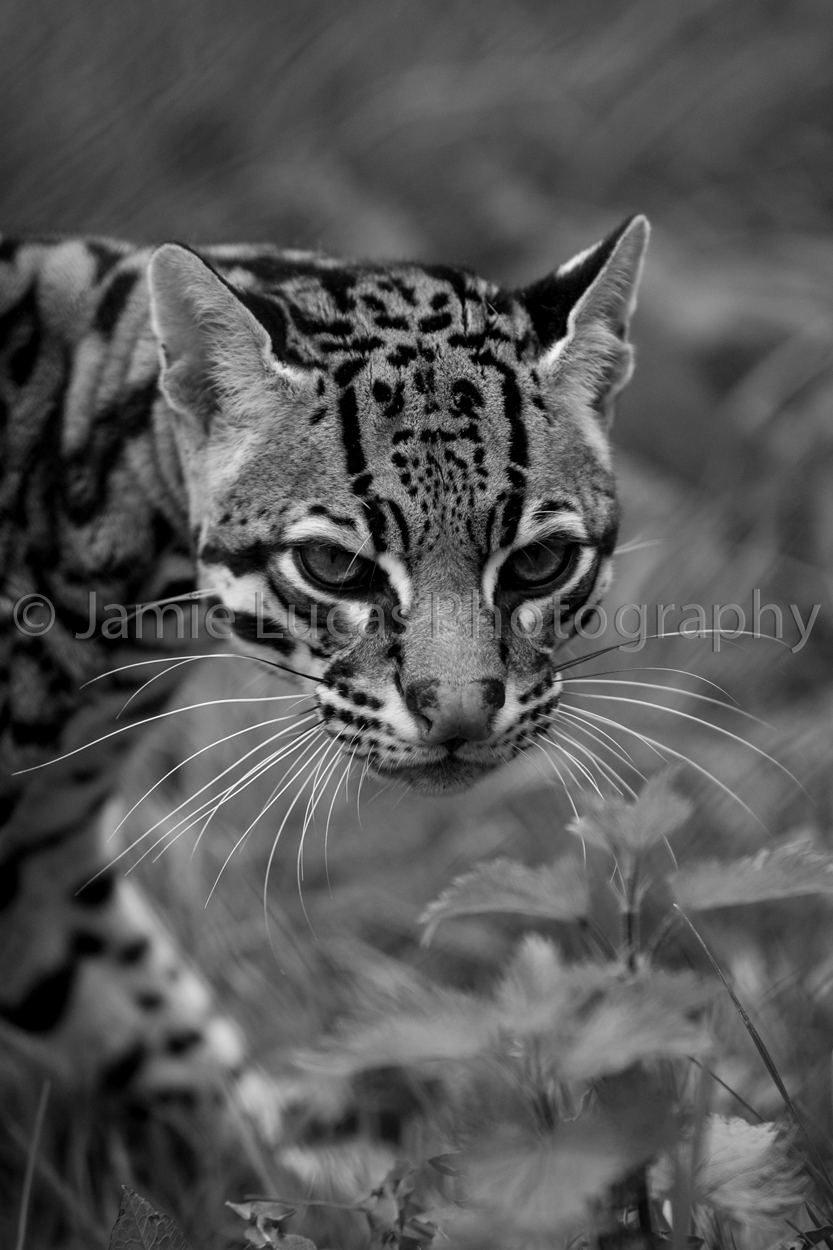 Ocelot