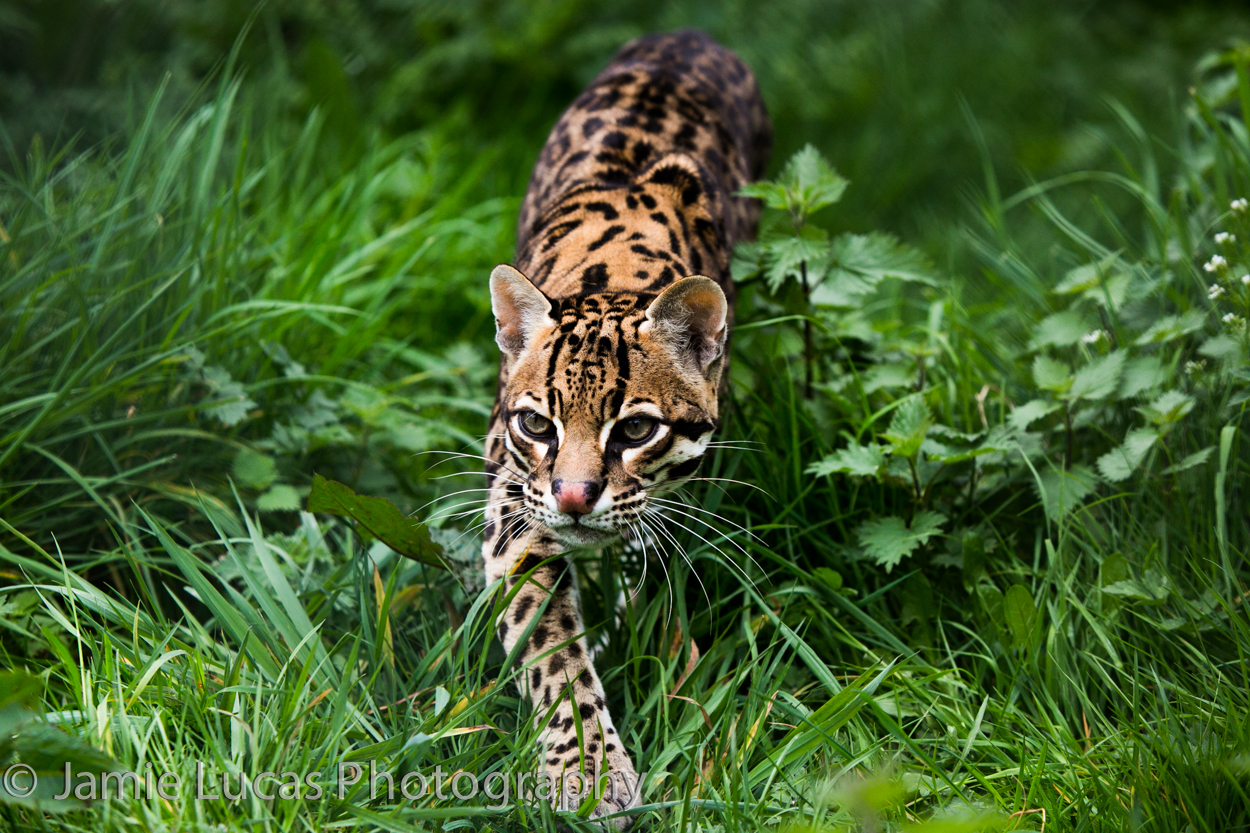 Ocelot