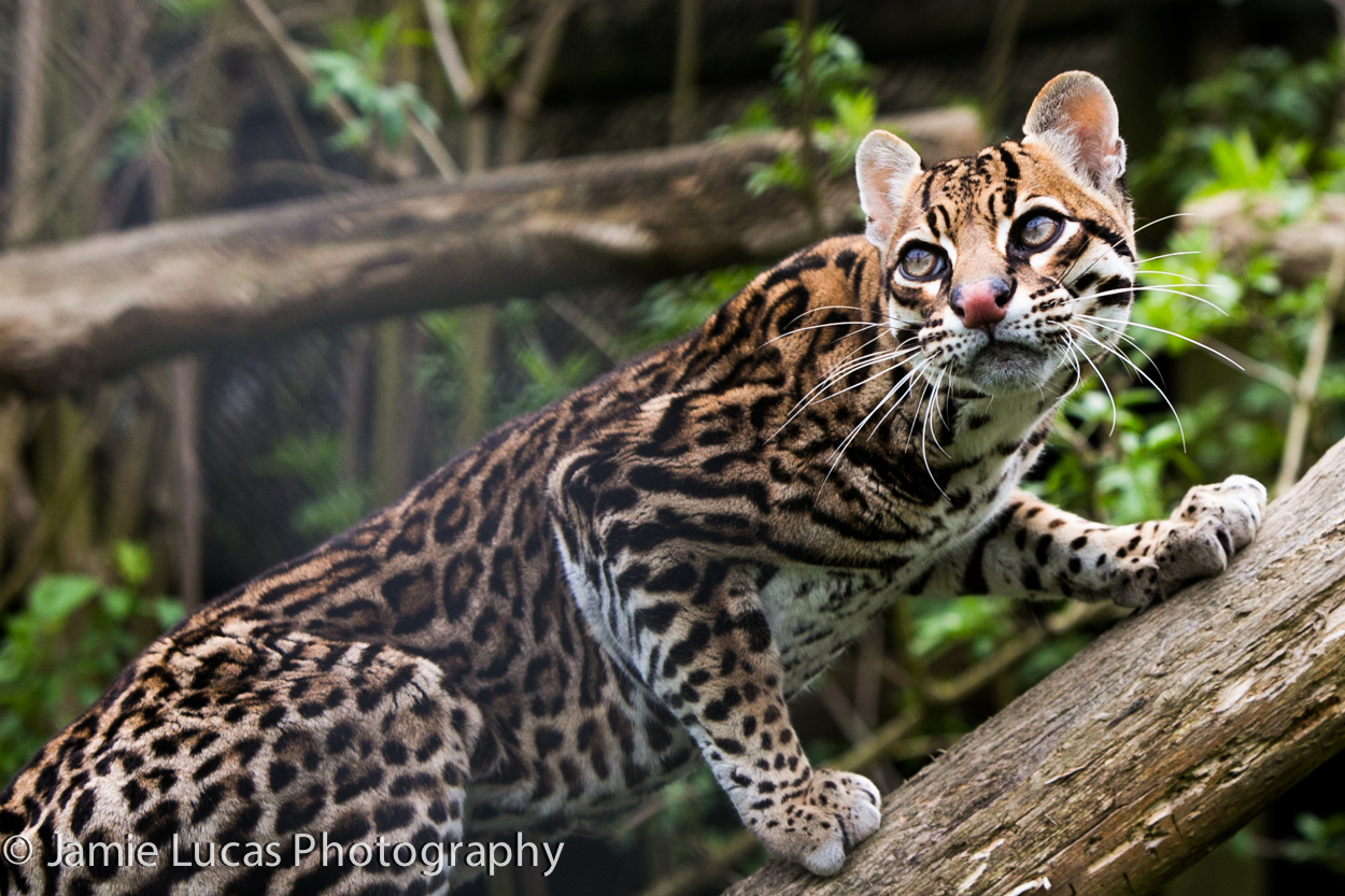 Ocelot