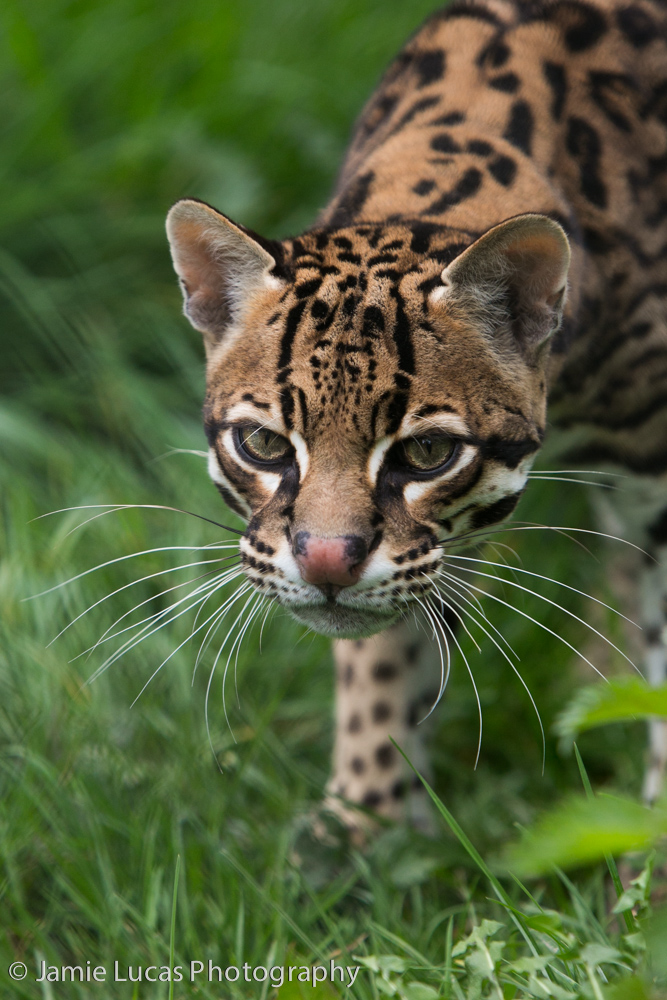 Ocelot