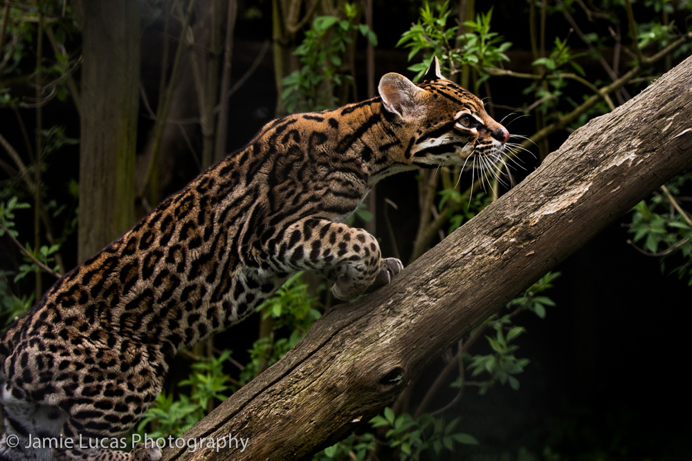 Ocelot