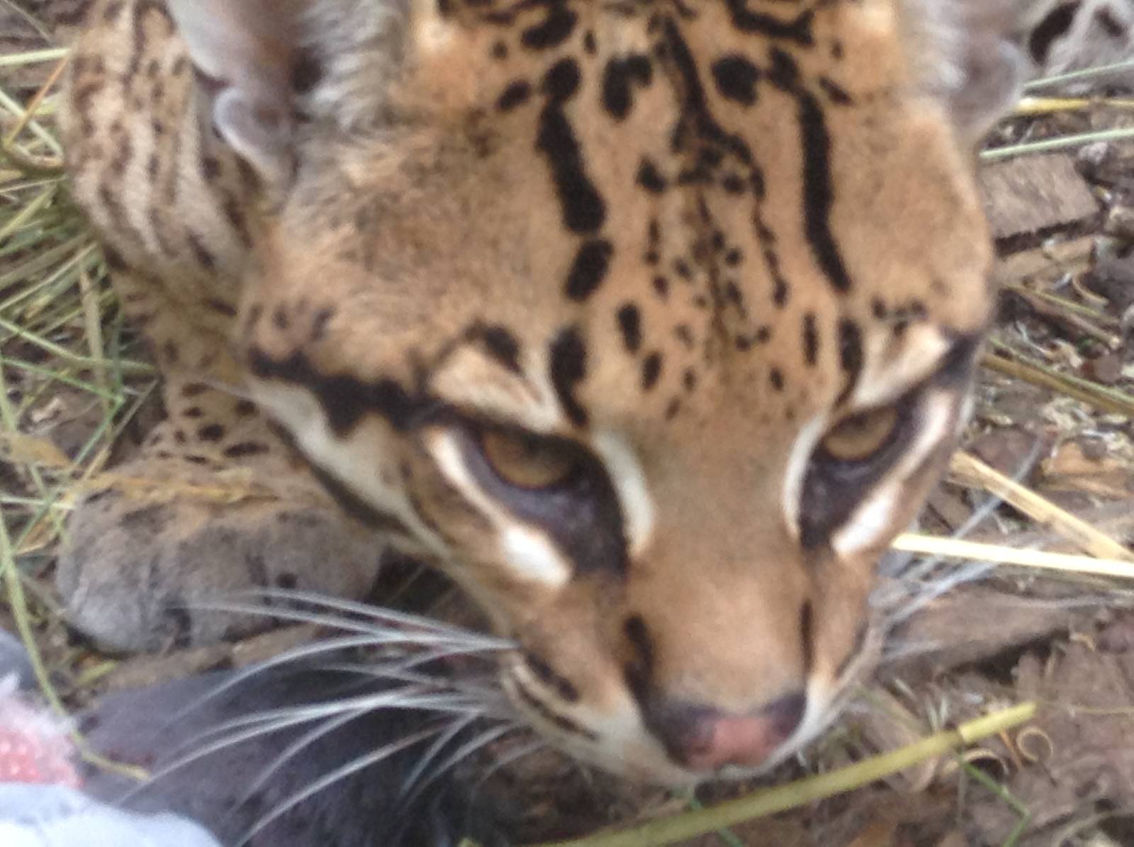 Ocelot