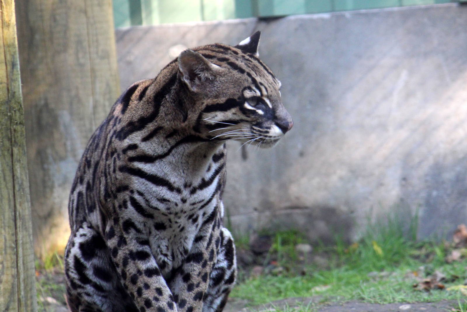 Ocelot