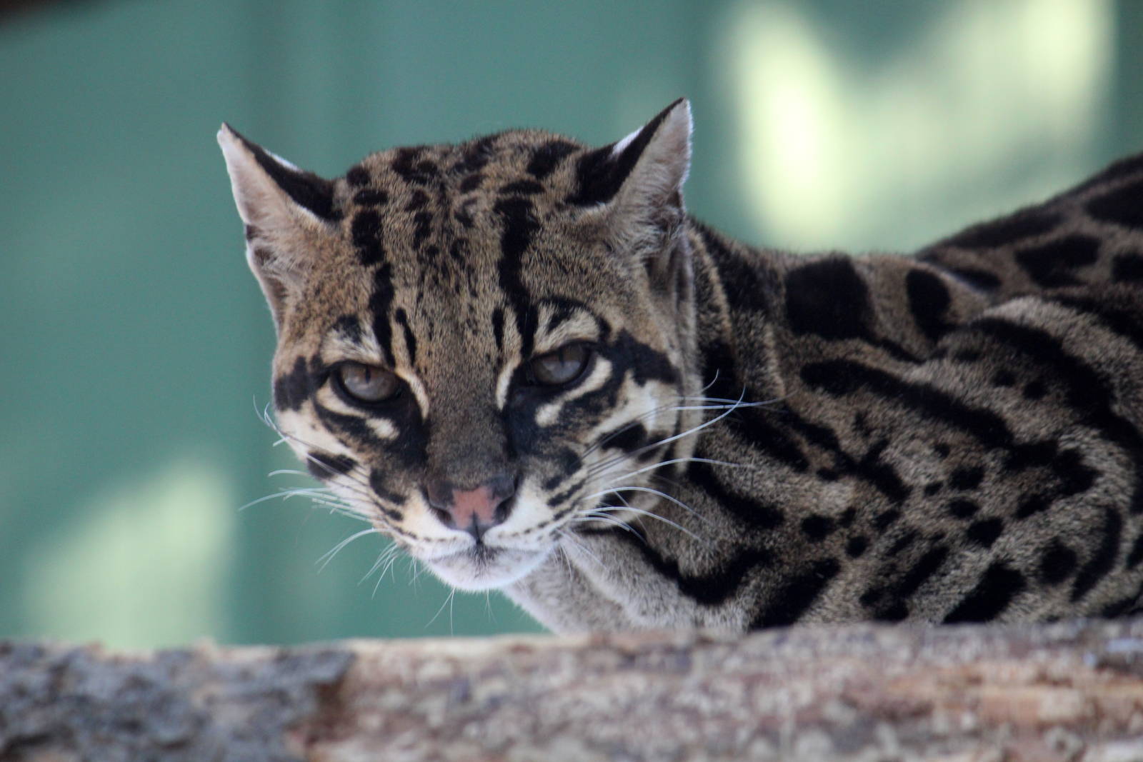 Ocelot