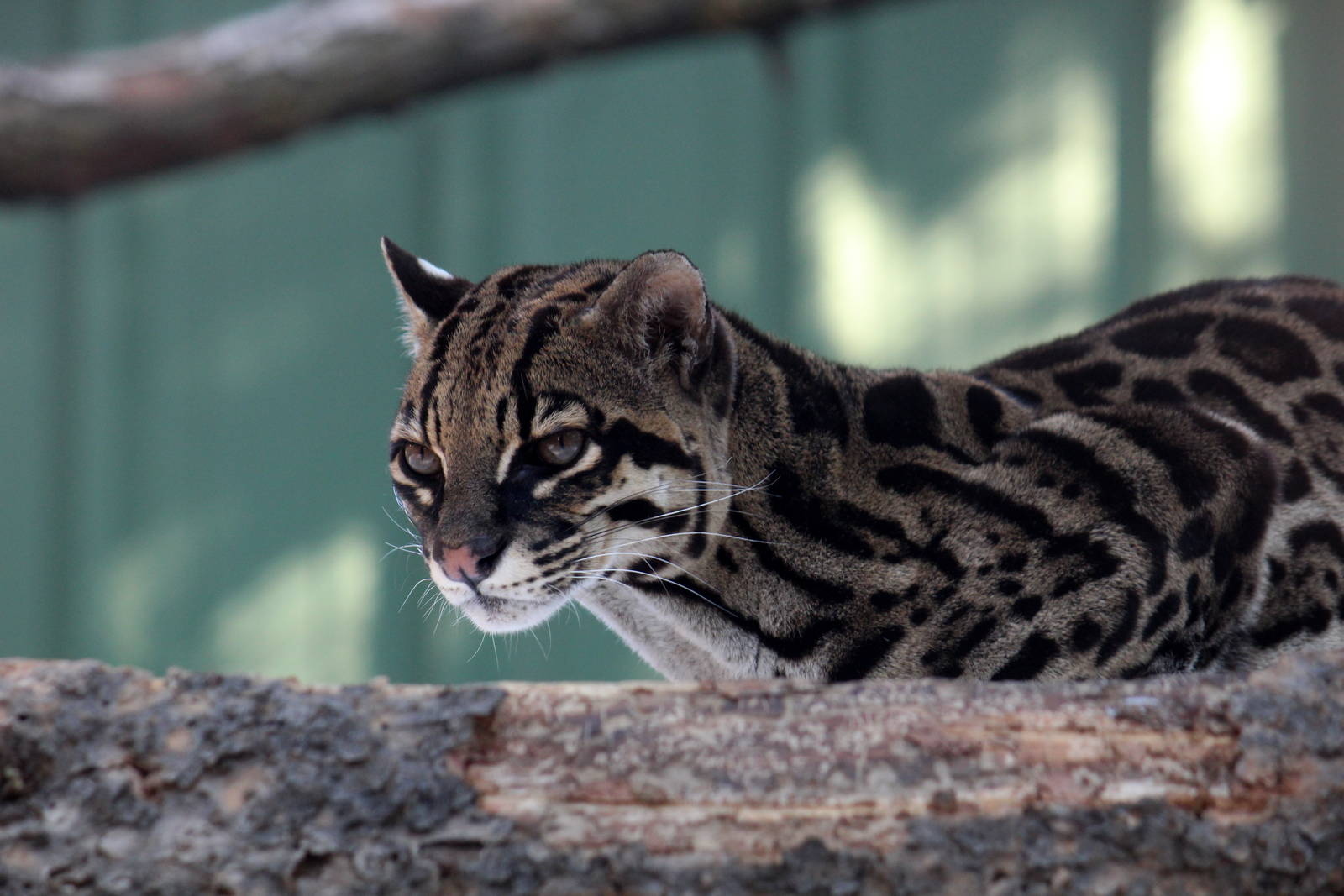 Ocelot