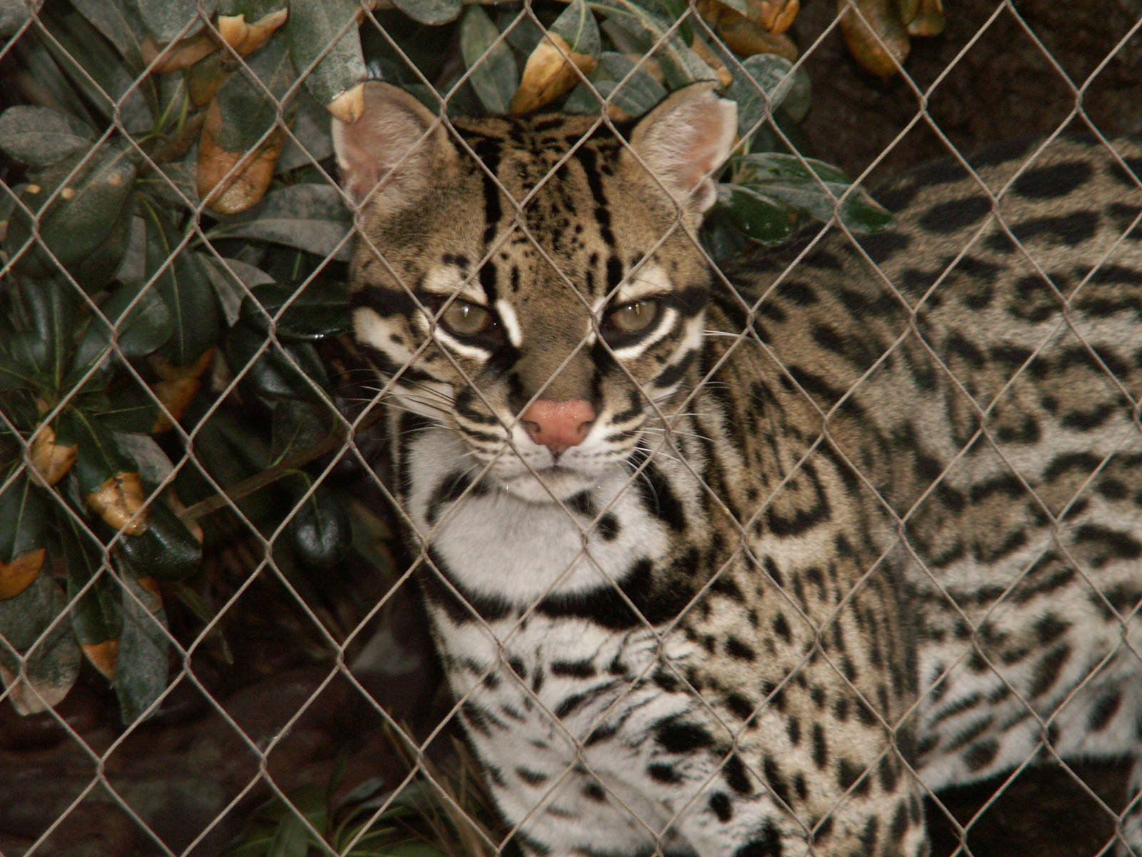 ocelot