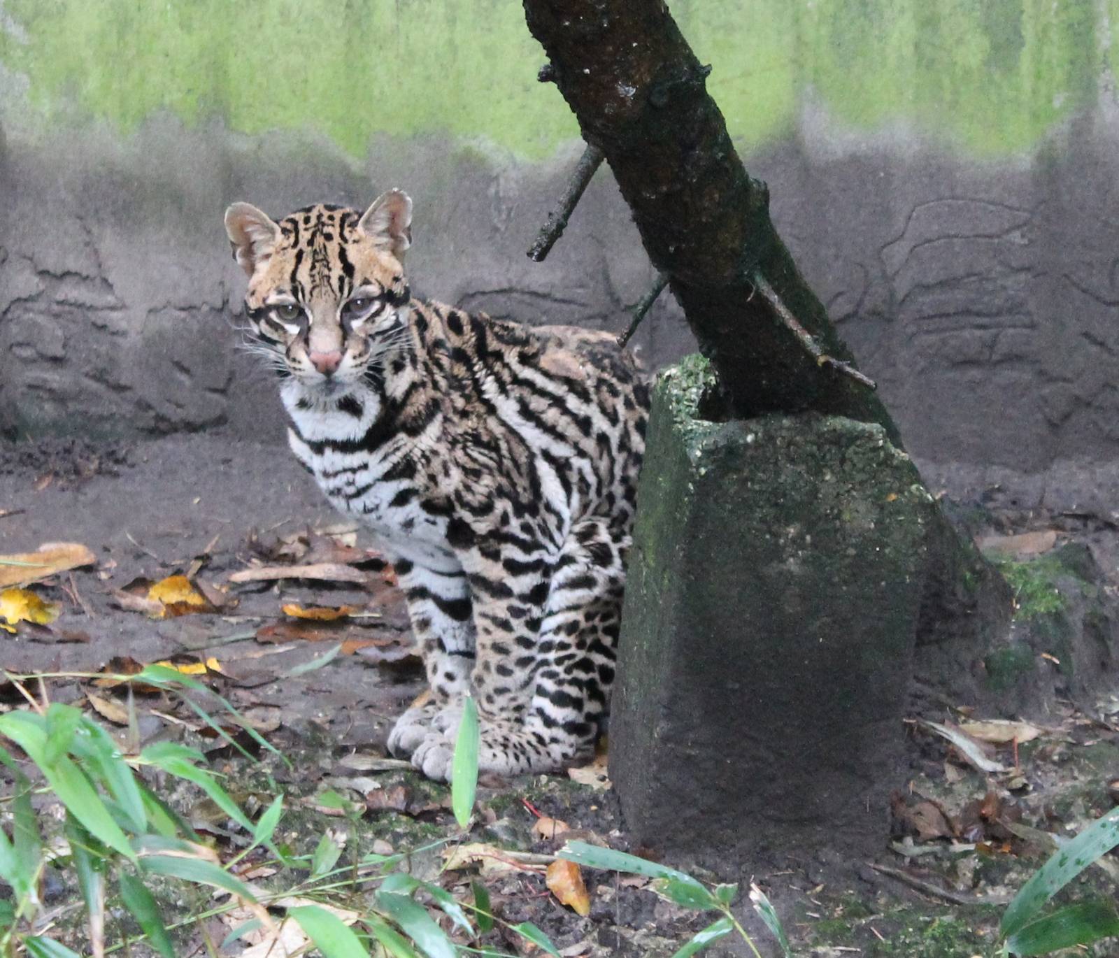 Ocelot